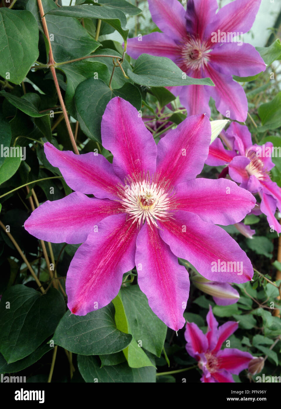 Clematis Fireworks, pink-purple flowers, close up. Stock Photo