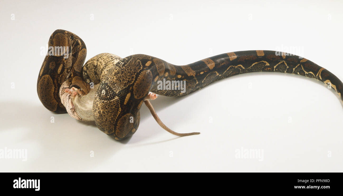 Common Boa beginning to swallow a rat. Part of the body, tail and feet of the rat are visible, the rest of the rat is in the jaws of the snake. Stock Photo