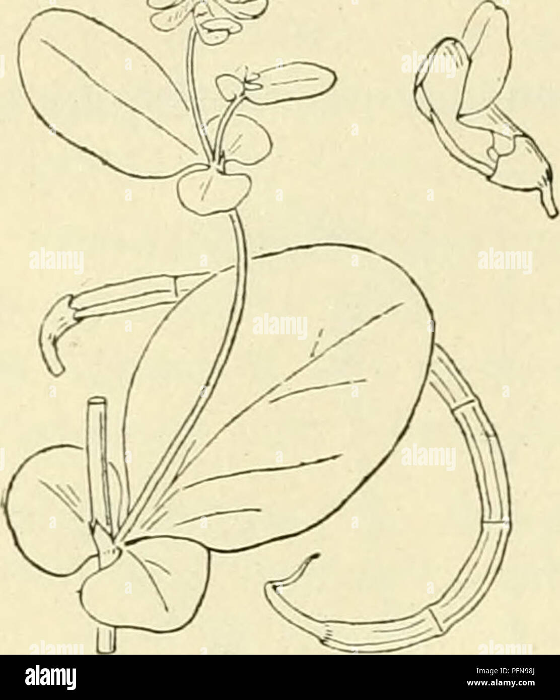 A comprehensive work on the flora of the Netherlands, featuring a ...