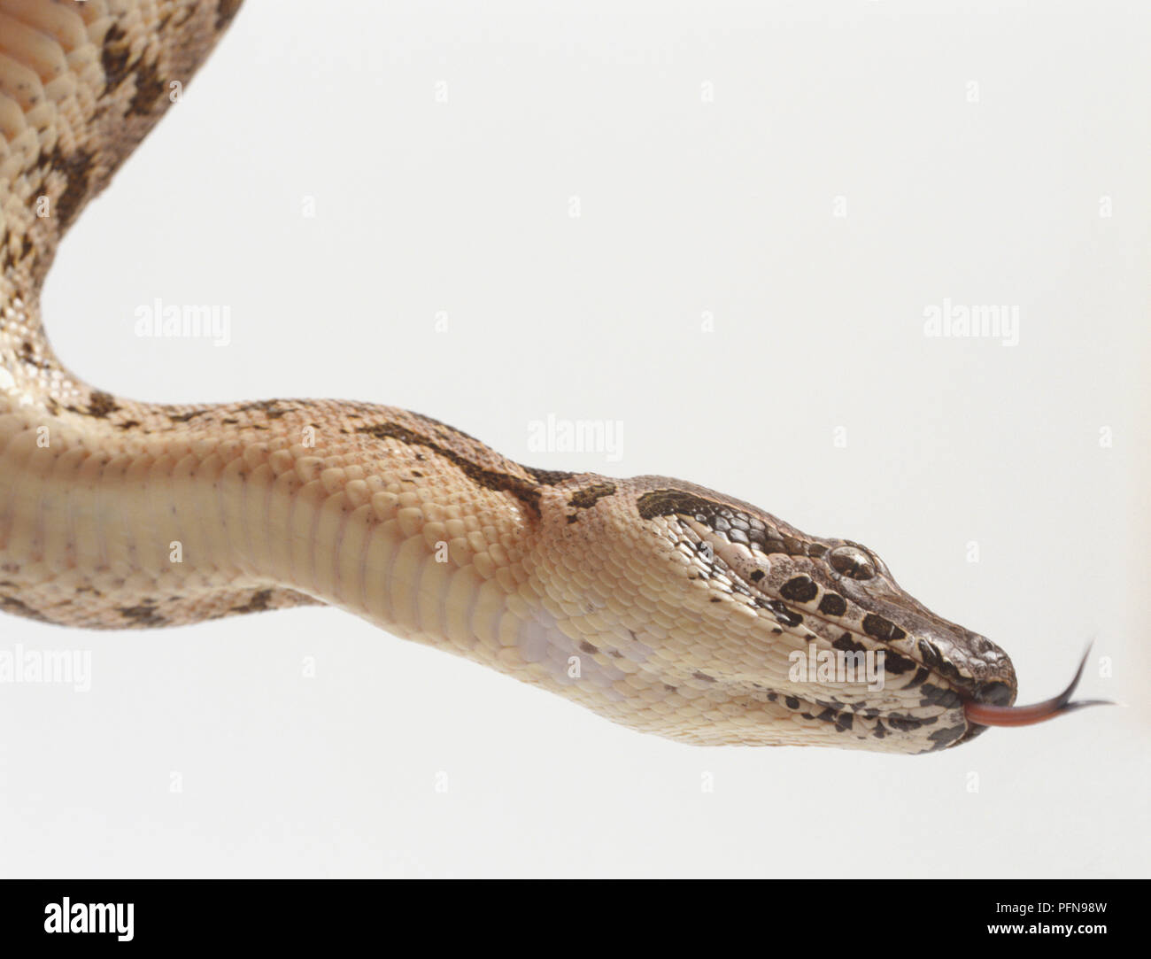 Side view of the head of a Dumeril's Boa, Boa dumerili, showing the conspicuous skin groove under the chin, known as the mental groove. It marks a particularly elastic area of skin. An eye and the forked tongue are also visible. Stock Photo