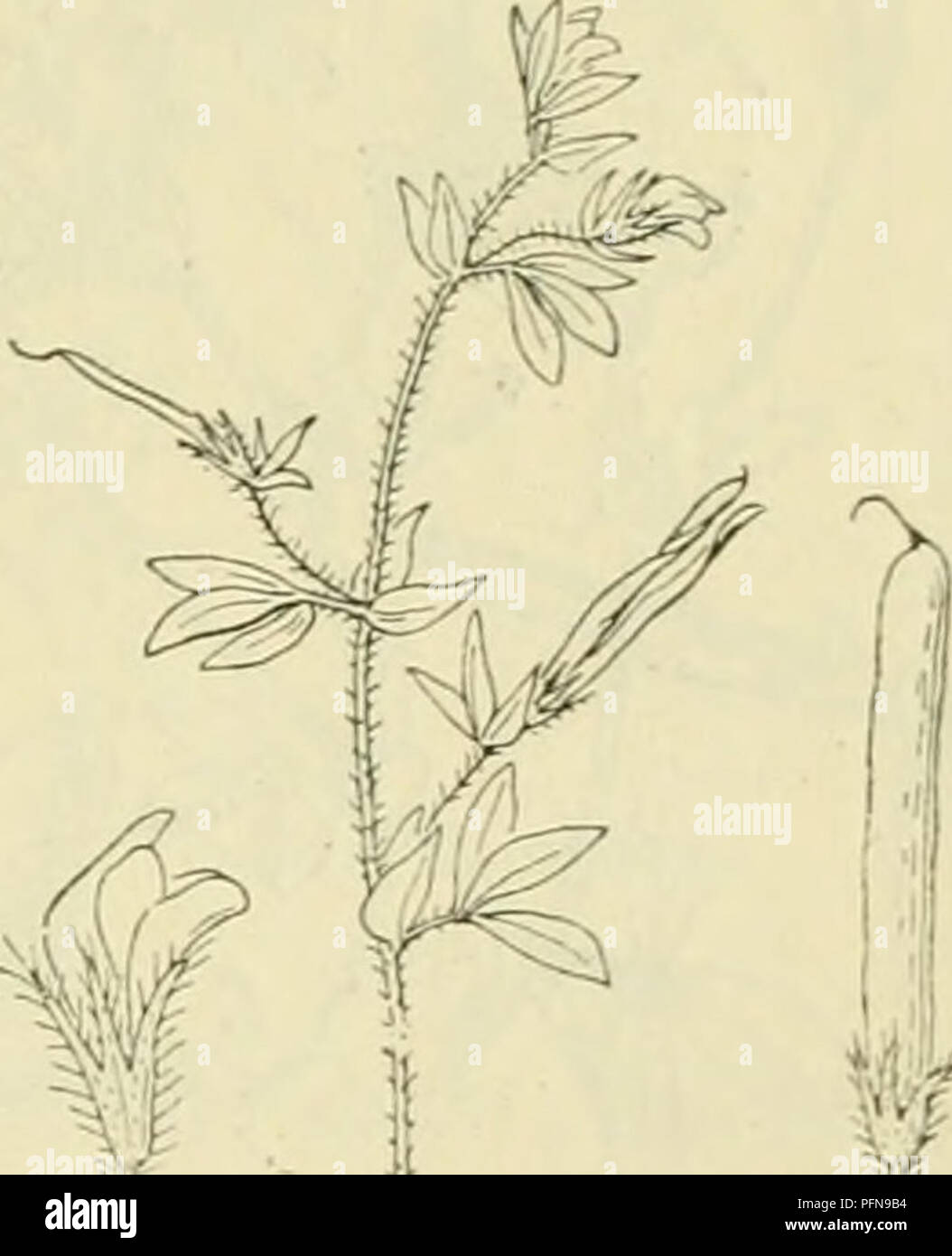 This botanical illustration from 'De Flora van Nederland' shows species ...