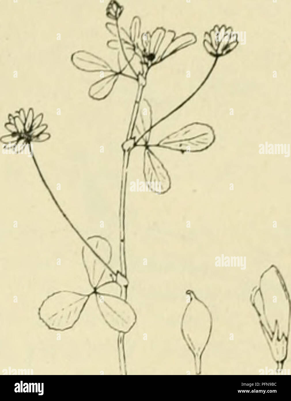 Page 2 78 7 Cm High Resolution Stock Photography And Images Alamy