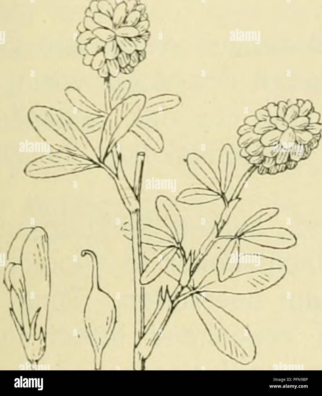 . De flora van Nederland. Plants. TrifoUum g^lomeratum Fig. 784.. Trifolium a^arium Fig. 785. T. agrarium ') L (T. aurÃ©um-') Poll.). Akkerklaver (fig. 785). De plant is vrij krachtig en behaard. De stengel is rechtopstaand of opstijgend, vertakt, aangedrukt behaard en vrij verwijderd bebladerd. De bladen zijn kort gesteeld, de bovenste staan ook verspreid. De steunbladen zijn langwerpig-lancetvormig, langer dan de bladsteel. De blaadjes zijn langwerpig- omgekeerd eirond, naar voren getand, alle zijn zeer kort gesteeld. De bloemen staan in vrij groote, ovale, okselstandige, dichte hoofdjes. De Stock Photo