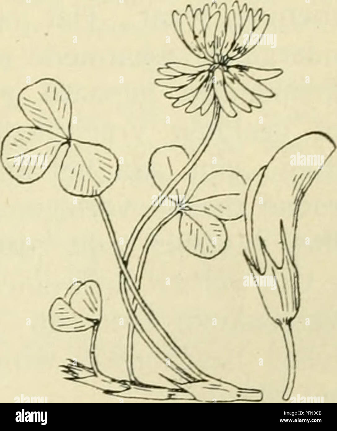 De flora van Nederland. Plants. Trifolium elegans Fig. 781. De var. komt in velden ons is zij waarschijnlijk. T. répensijL Witte k 1 aver (fig. 782). Deze plant is onbehaard,