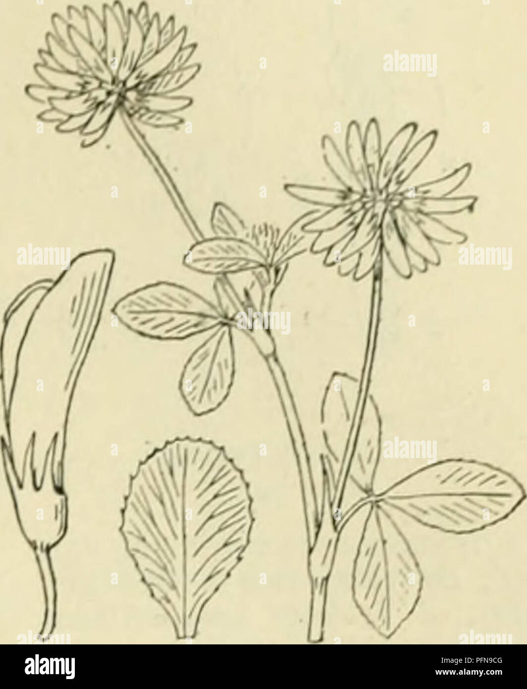 This botanical work describes various plants from the Netherlands ...