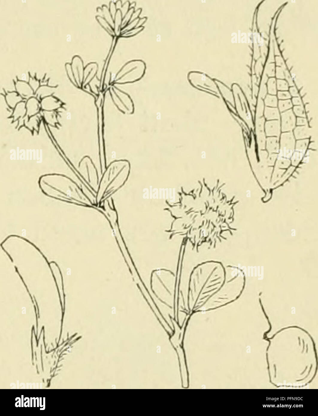 Botanical structure resembling hi-res stock photography and images - Alamy