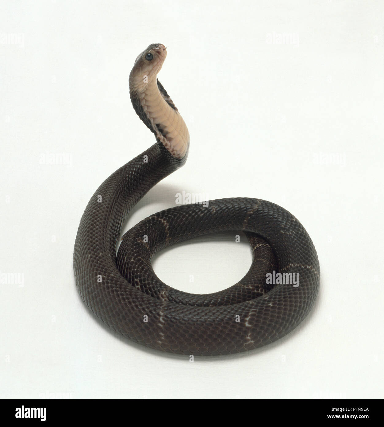 Black cobra hi-res stock photography and images - Alamy