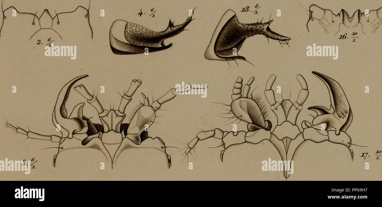 This work provides insights into the developmental history of insects ...