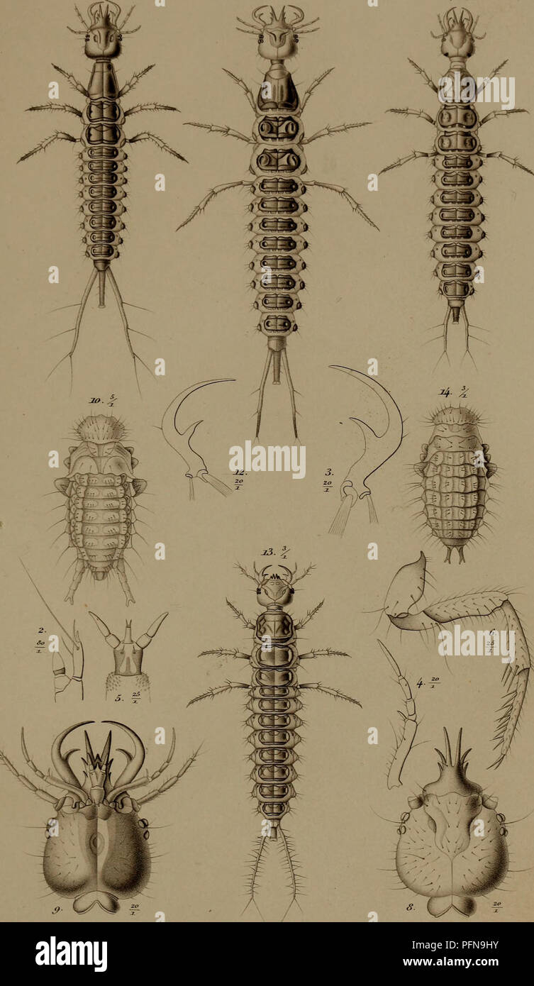 This work focuses on the developmental history of insects, particularly ...