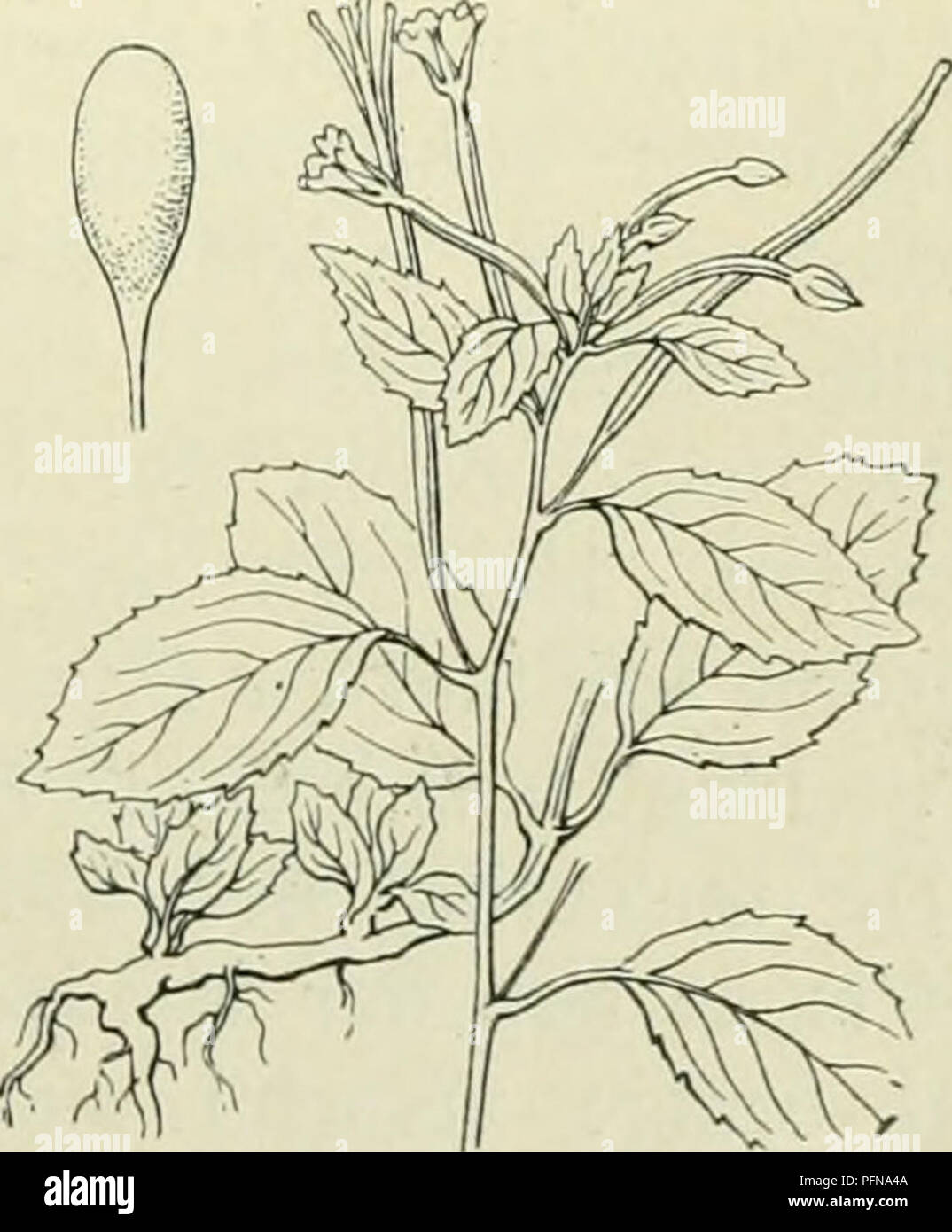 . De flora van Nederland. Plants. ïlpilobium virgatum Fig. 606. De blücmcii zijn klein (3-5 iiiM in niiddellijn), rosé, rechtopstaand en staan in een verlengde pluim. De keikslippen zijn fijn behaard. Het vrucht- beginsel is fijn wit en dicht behaard, doch de vrucht is bijna kaal. De zaden hebben een afgeronden voet. 3-9 dM. 1|-. Juni—Augustus. Voorkomen in Enropa en in Nederland. De plant komt op vochtige plaatsen in geheel Europa voor en is bij ons aan slootkanten en op moerassige plaatsen vrij algemeen, vooral op diluvialen zandgrond en in de duinen. E. vlrgatum ') Fr. (E. chordorrhizum -') Stock Photo