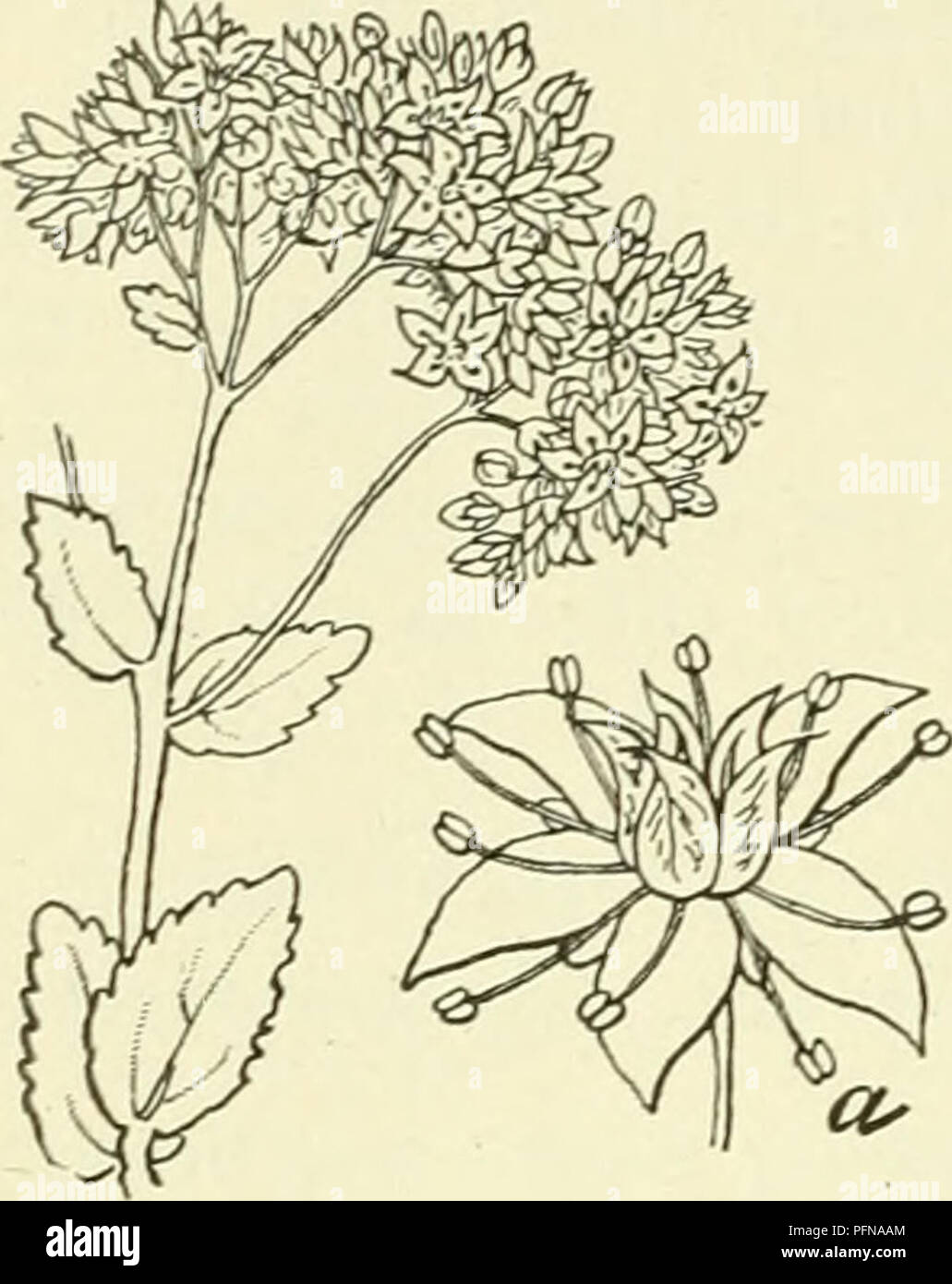 . De flora van Nederland. Plants. 472 CRASSULACEAE. FAMILIE 69.. Sedum purpureum Fig. 572. a bloem. S. purpureum O Lk. (S. Teléphium-) L., S. purpurascens-) Koch.). H e- m e 1 s 1 e u t e 1 (fig. 572). Deze onbehaarde, krachtige plant, heeft knolvormig verdikte wortels, waaruit vele, meest onvertakte, rechtopstaande, vaak rood aangeloopen sten- gels voortkomen. De bladen zijn vleezig, vlak, langwerpig tot lancetvormig, de onderste zijn kortgesteeld, meest tegenoverstaand of in kran- sen van 3, stomp, ongelijk gezaagd-getand, de bovenste zijn zittend met afgeronden voet. De bloemen vormen tuile Stock Photo