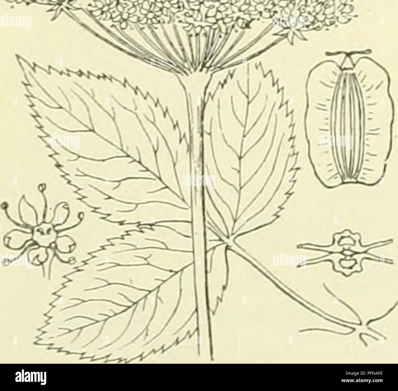. De flora van Nederland. Plants. Selinum Carvifolia Fig. 539. 24. Angelica'^) Trn. A. silvéstris 4) L. Engelwortel (fig. 540). Deze plant heeft een korten, scheeven, veelhoofdigen wortel met vele vezels. De stengel is rechtopstaand, rolrond, gestreept, naar boven iets kantig, naar boven vertakt, evenals de bladen ,,..:.vvrfilM^^ beneden kaal, hol, blauwgroen of roodachtig aangeloopen, krachtig. De onderste bladen zijri ;ii^,,^ .;,:, in omtrek driehoekig, 3-voudig gevind. De blaadjes zijn meest eirond, gezaagd en loopen niet in den ronden, iets gegroefden steel af. De bladscheeden zijn buikig  Stock Photo