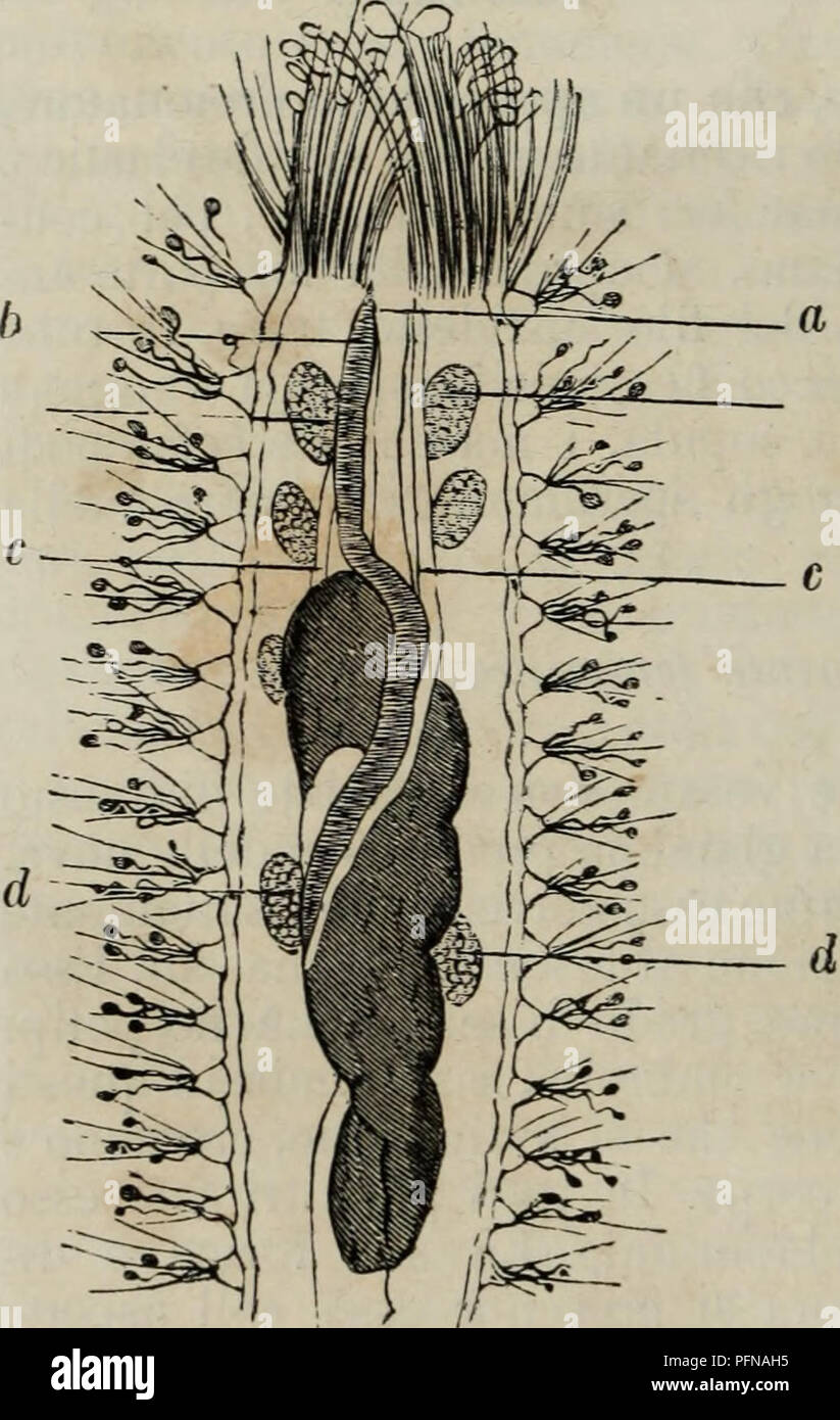 . Delle funzioni riproduttive degli animali in complemento all'edizione italiana del corso elementare di zoologia del signor Milne Edwards. Animals - Reproduction; Zoology. 22 ZOOLOGIA. rappresentata da un solo acino : ora consta di tubi mem- branosi varii per numero e disposizione, come negli in- setti. Ne' pesci si presenta sotto forma di ripiegature mem- branose: ne'mammiferi sotto quella di piccole masse sub- rotonde costituite d'un tessuto compatto (stroma). D'ordinario le uova, che all'epoca della maturitÃ si distaccano dall'o- vario, sono tradotte all'esterno col mezzo di un canale memb Stock Photo