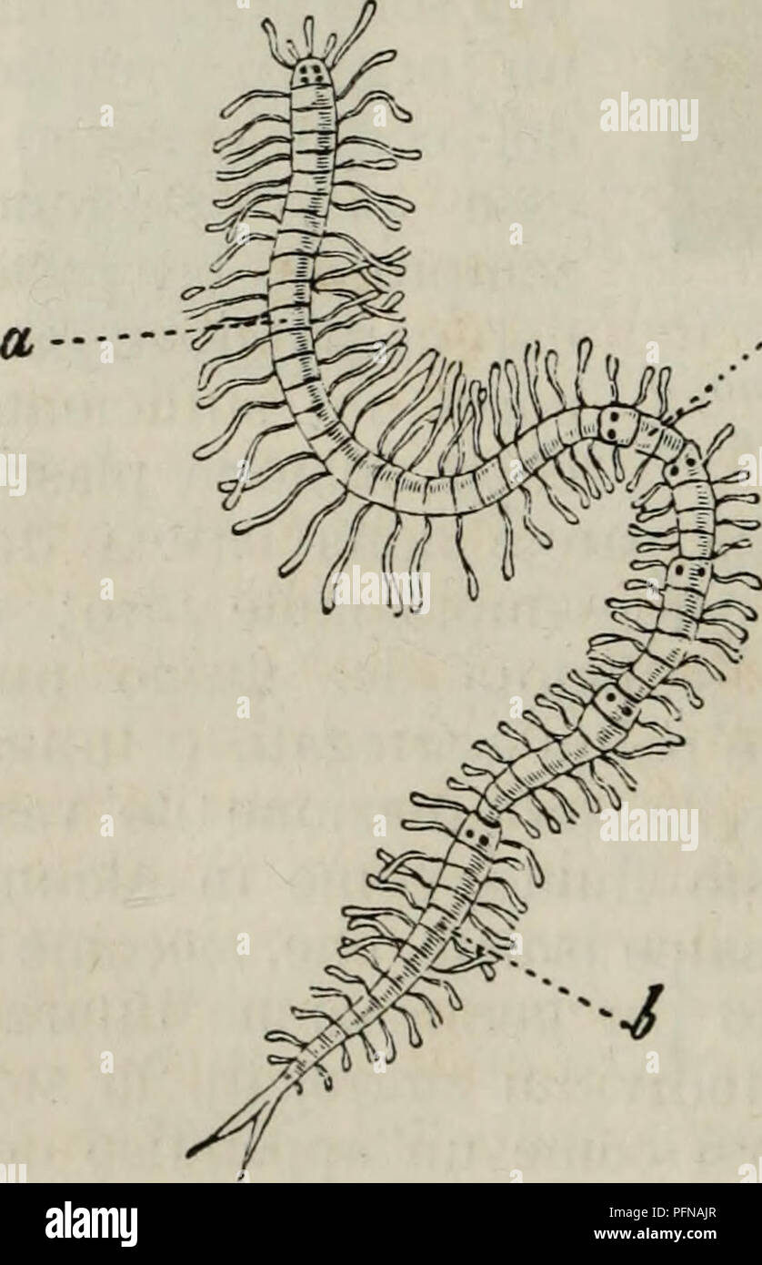 . Delle funzioni riproduttive degli animali in complemento all'edizione italiana del corso elementare di zoologia del signor Milne Edwards. Animals - Reproduction; Zoology. 10 ZOOLOGIA. due, si risolve invece nella formazione, all'estremitÃ po- steriore del corpo, di una gemma che rappresenta quasi in origine un segmento del corpo stesso, dalla qual gemma poi sviluppasi il nuovo individuo. In un altro genere af- fine (Myrianide) il signor Milne Edwards ha verificato la stessa cosa, colla differenza che non un individuo solo, ma una serie di molti si producono successivamente da que- sto verme  Stock Photo