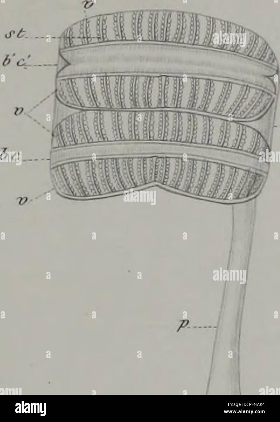 Caen S Stock Photos Caen S Stock Images Alamy