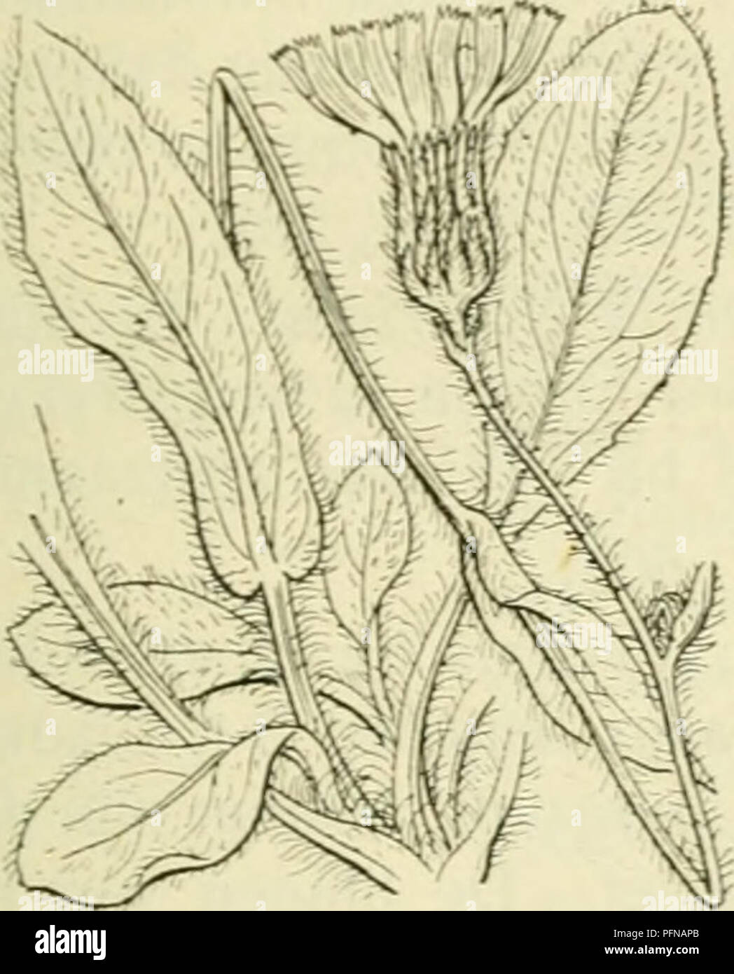 . De flora van Nederland. Plants. Hieracium amplexicaule FlK. t50I.. Hieracium cerinthoides Fig. 602. H. murórum ) L Muurhavikskruid (fig. 603). Deze soort heeft een meestal weinig vertakten stengel. Hij is naar boven sterviltig en klier- achtig en is naar boven scherm-pluimvormig vertakt met meest boogvormig opstijgende takken. De bladen van het wortel- roset zijn talrijk, langgesteeld, eirond of lang- werpig, naar den voet toe getand, vaak met eenige rugwaarts gerichte tanden, meest aan weerszijden kort behaard, gewimperd, zij hebben een hartvormigen voet. Stengelbladen zijn er 1-2, zij staa Stock Photo