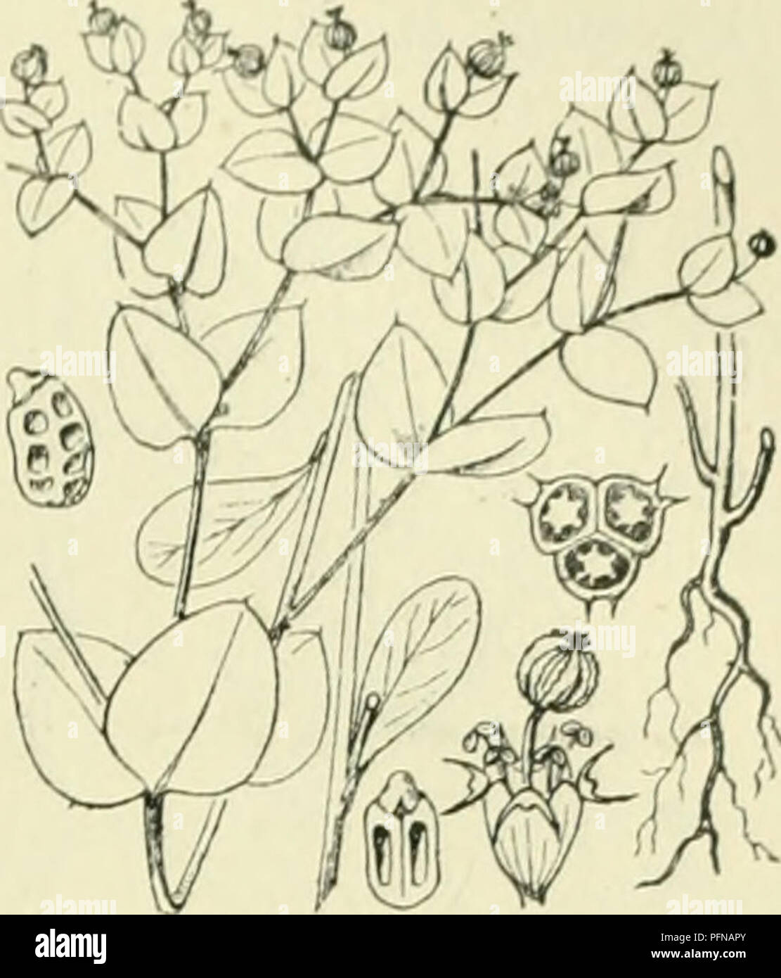 . De flora van Nederland. Plants. FAMILIE 62. EUPHORBIACEAE. 405. Euphorbia Peplus Fig. 484. wrattckriiid (Texel, Walcheren, liet melksap heet geschikt om wratten weg te maken), zilver onder water (Goeree, Tholen) en sjalappe (Zeeuwsch- Vlaanderen). E. Peplus ') L. T u i n w o 1 f s m e 1 k (fig. 484). Deze plant is onbehaard en blauwgroen. Uit den witten penwortel komt een rechtopstaande of opstijgende, vaak aan den voet vertakte stengel met niet bloeiende en bloeiende takken. De bladen zijn gesteeld, omgekeerd eirond, gaafrandig, stomp, vaak ingedeukt aan den top, wigvormig in den bladsteel  Stock Photo
