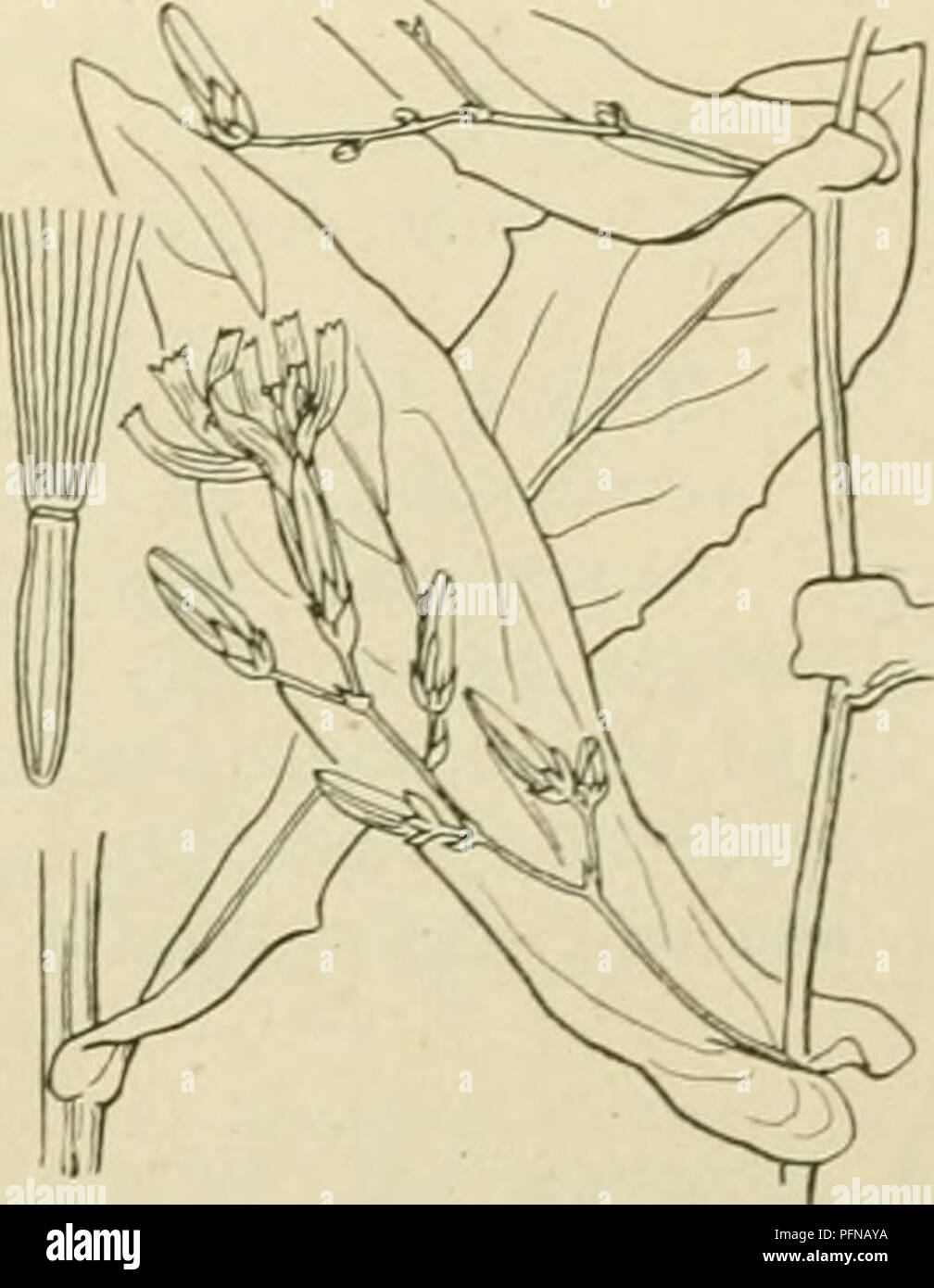 . De flora van Nederland. Plants. Chondrilla juncea 59. Prenanthes'') L. P. purpürea') L. Prenanthes (fig. 576). Deze plant is kaal en heeft een korten wortelstok, waaruit een rechtopstaande, enkel- voudige of naar boven vertakte stengel komt, die sterk bebladerd is. De bladen zijn teer, van onderen blauwgroen, met hartvormigen voet stengelomvattend, de onderste zijn omgekeerd eirond of langwerpig, naar den voet sterk ver- smald, bochtig getand of bijna vinspletig, de bovenste lancet- vormig, toegespitst, gaafrandig. De hoofdjes zijn vrij klein, langgesteeld, eerst knikkend, smal cylindrisch,  Stock Photo
