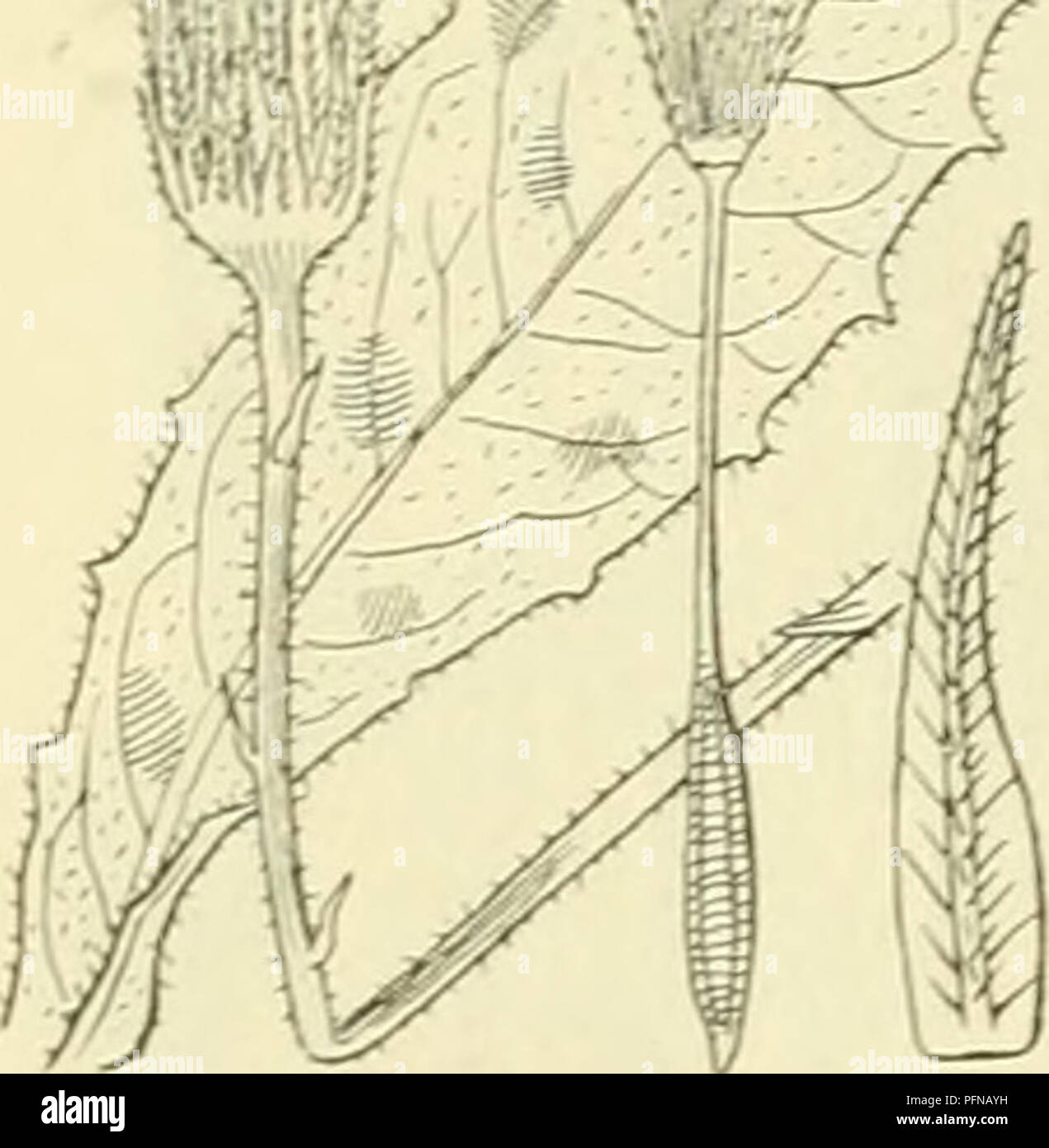 . De flora van Nederland. Plants. Hypochoeris radicata Fig. 572. De hoofdjes zijn vrij groot en staan op nauwelijks verdikte stelen. De omwindselbladen zijn lancetvormig, donkergroen, op de gekielde nerven dikwijls borstelig, aanliggend, alle zijn korter dan de bloemen. De bloembodem is bezet met lintvormige strooschubben met gelen top. De bloemkronen zijn donker goudgeel, de buitenste van buiten donker blauwgrijs, 5-tandig. De vruchten zijn alle langge- snaveld, gegroefd, borstelig (fig. 572). 1,5-6 dM. 4- Juli—September. De plant onderscheidt zich van de er op gelijkende Leontodon autumnalis Stock Photo