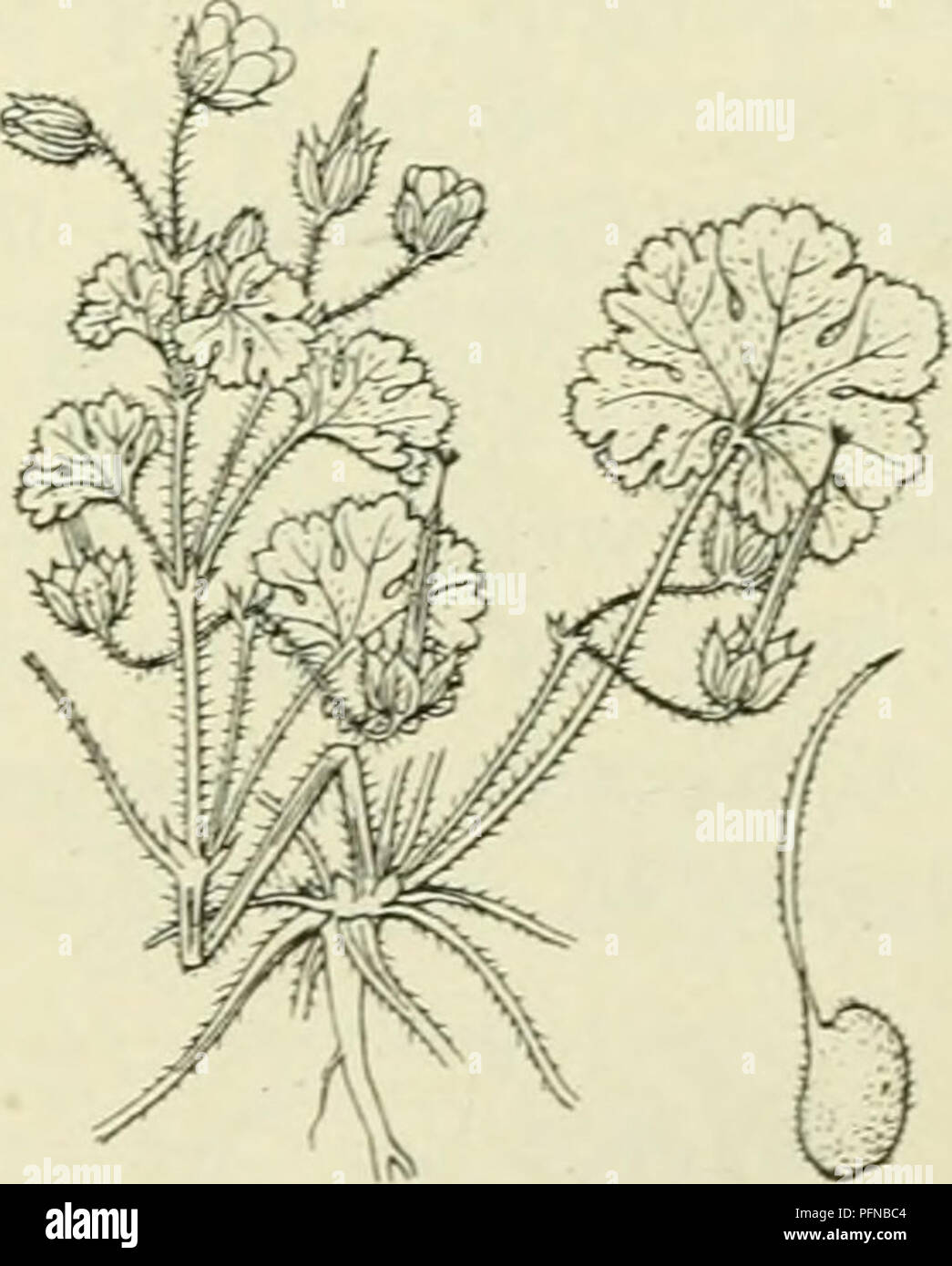 . De flora van Nederland. Plants. Geranium silvaticum Fig. 435. Of G. rotundifÃ³lium -; L. R o n d b 1 a d-o oievaarsbek (fig. 436). Deze soort komt nog al met G. pusillum en O. molle overeen, doch wijkt o.a. af door de iets grootere, roseroode, ongedeelde kroonbladen en de slechts gelobde bladen. Uit den penwortel komen uitgespreid vertakte, zacht behaarde stengels, die liggend, opstijgend of rechtopgaand zijn. De geheele plant is door afstaande haren zacht behaard en daartusschen komen naar boven klierharen voor. De onderste bladen zijn lang- gesteeld. diep nier-hartvormig, 5-7-lobbig, de ho Stock Photo