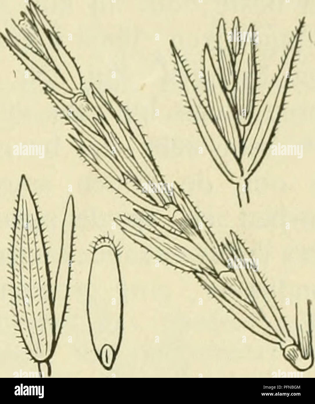 . De flora van Nederland. Plants. FAMILIK 18. GRAMINAE. — 55» lan^'c (aan de iiiiiklenaailjcs meest niet zoo landje) naald, op de nerven zeer ruw. '^. 6-12 dM. Jnli, Augustus, soms reeds in Juni. Deze soort jj;eliji&lt;t veel op Triticiim caniniim, doch no;; meer op Uraciiypodium silvaticiim, ooi&lt; vertoonen de bladen vaak de nitstckende, witte middennerf. De vorm der aar is echter een duidelijk ondersciieidend kenmerk. Voorkomen in Europa en in Nederland. De plant komt in bijna kcIil'cI liincjpa in bos- schen voor. Zij is bij ons bij Bolsward },'evonden.. Elymus arenarius Fig. 501. 45. Elym Stock Photo