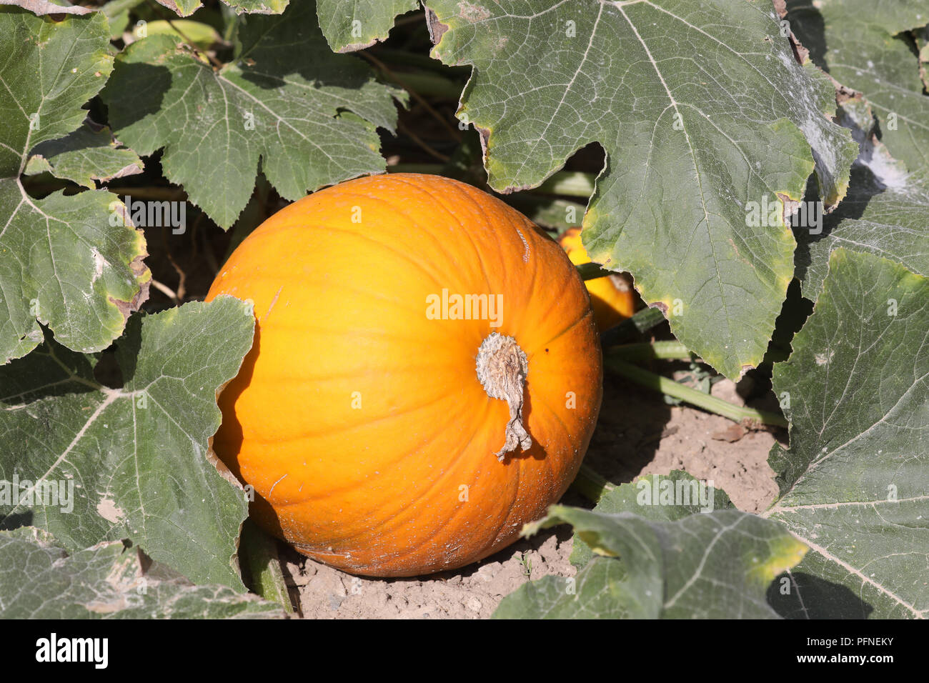 Helloween Pumpkins Stock Photos Helloween Pumpkins Stock Images