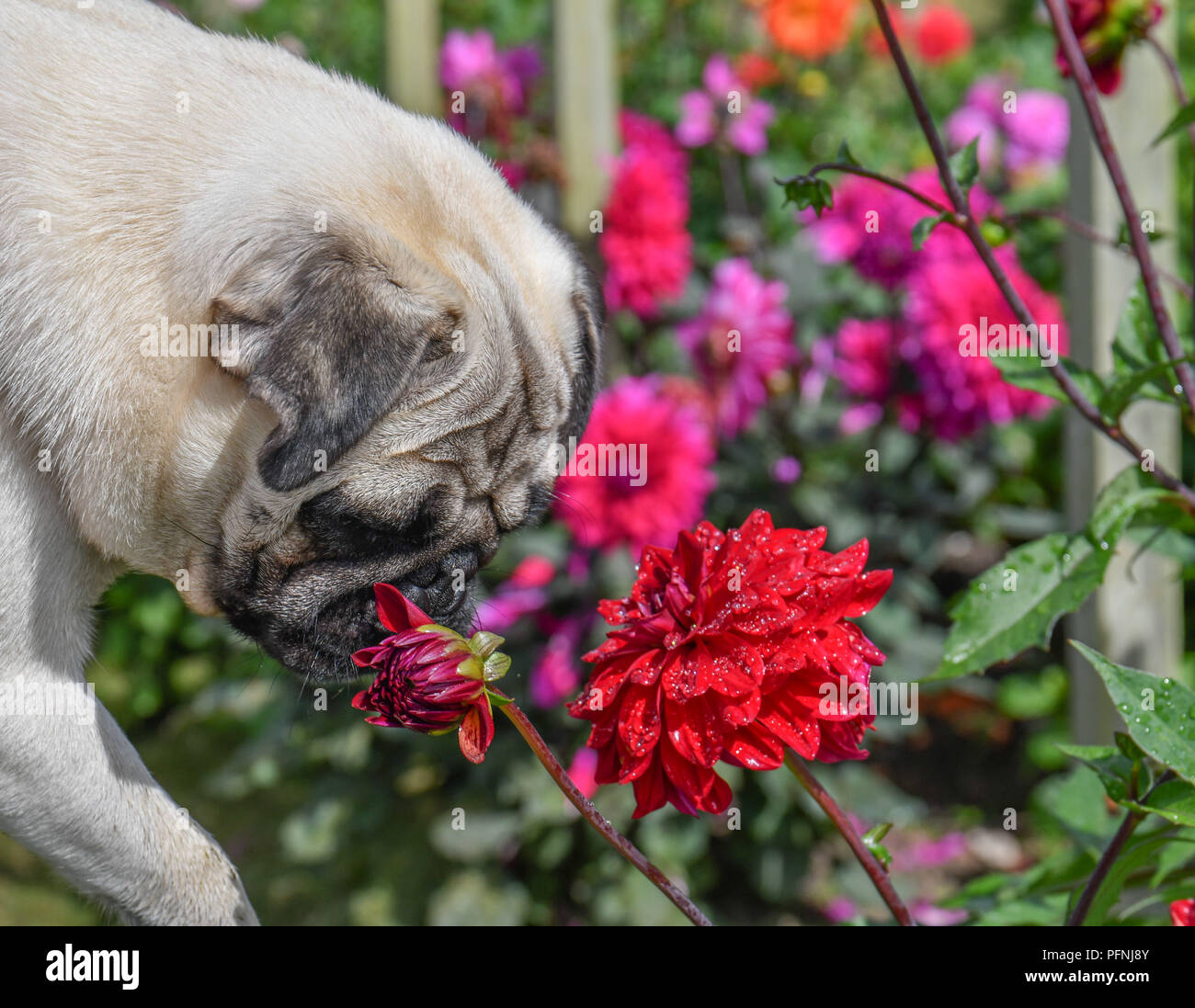 Close up of Pug puppy smelling Dahlia flower Stock Photo