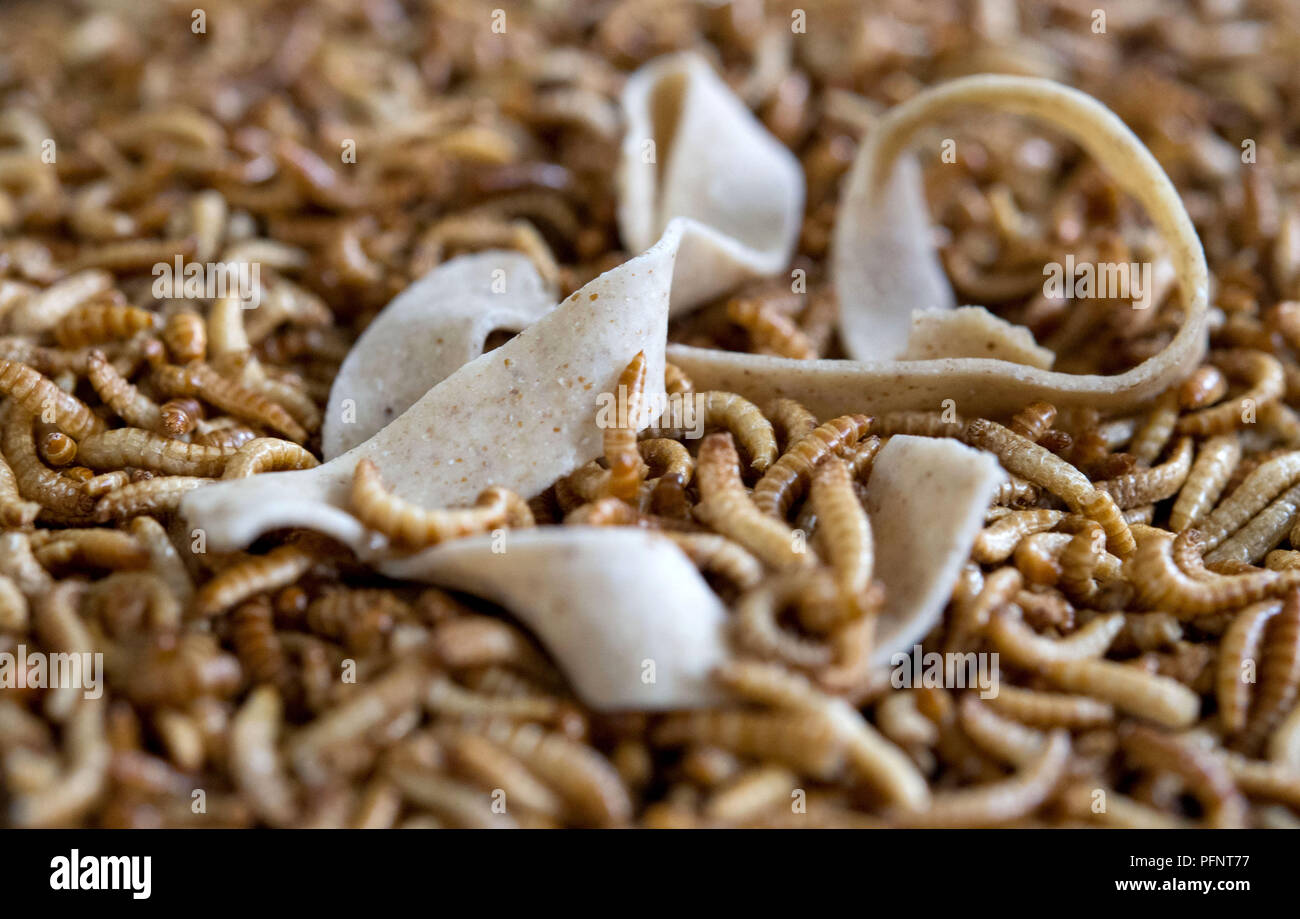 Pforzheim, Germany. 11th July, 2018. A ribbon noodle from Plumento Food GmbH, which develops and sells food products containing, among other things, insect meal, lies on dried larvae of the cereal fungus beetle (Alphitobius diaperinus), also called buffalo worm. Credit: Marijan Murat/dpa/Alamy Live News Stock Photo