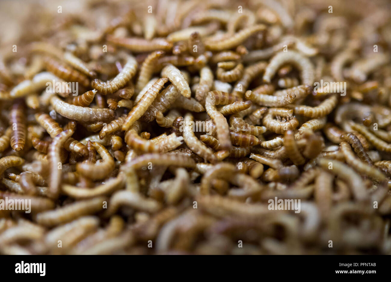 Pforzheim, Germany. 11th July, 2018. Dried larvae of a cereal fungus beetle  (Alphitobius diaperinus), also called