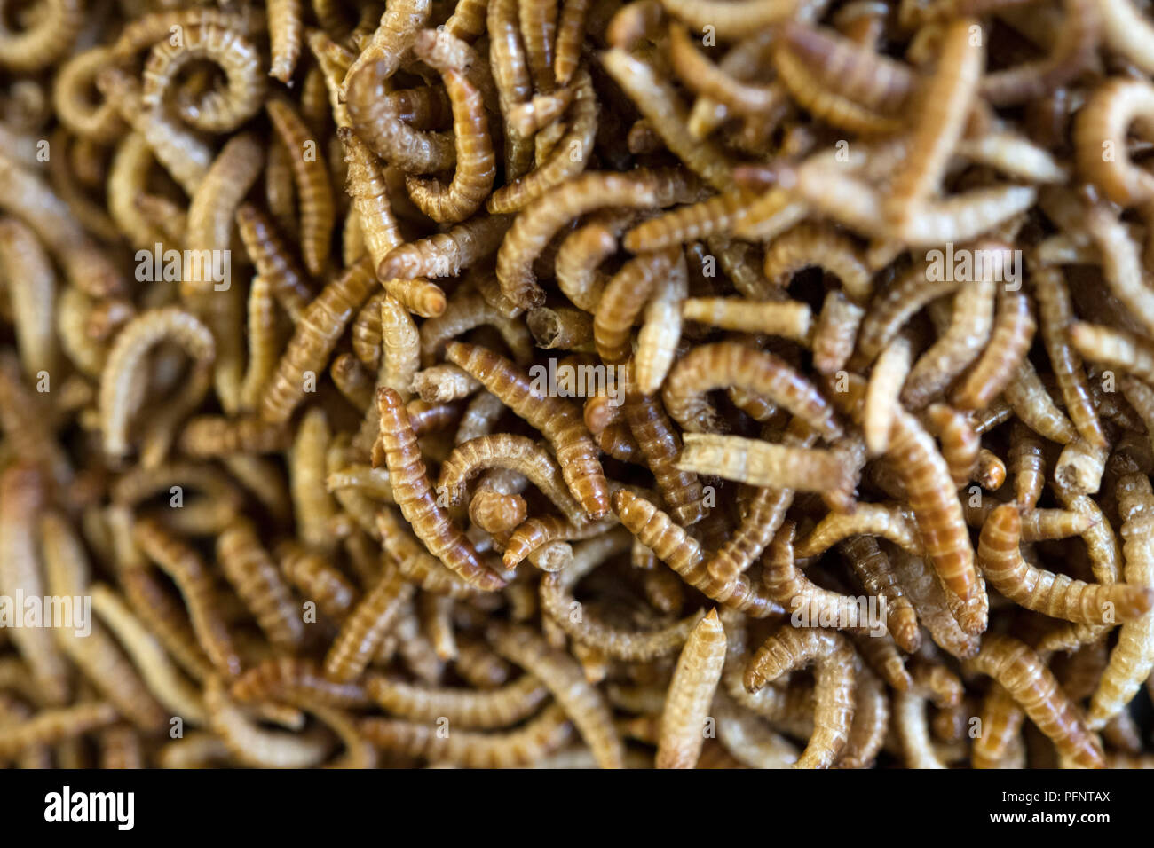 Pforzheim, Germany. 11th July, 2018. Dried larvae of a cereal fungus beetle  (Alphitobius diaperinus), also called Buffalo worm, lie on a table.  Plumento Food GmbH develops and distributes food products containing, among