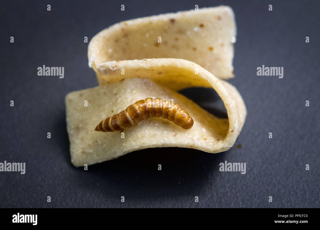Pforzheim, Germany. 11th July, 2018. The dried larva of a grain mold beetle (Alphitobius diaperinus), also called buffalo worm, lies on a ribbon noodle from Plumento Food GmbH, which develops and sells food products that contain insect meal as a component. Credit: Marijan Murat/dpa/Alamy Live News Stock Photo