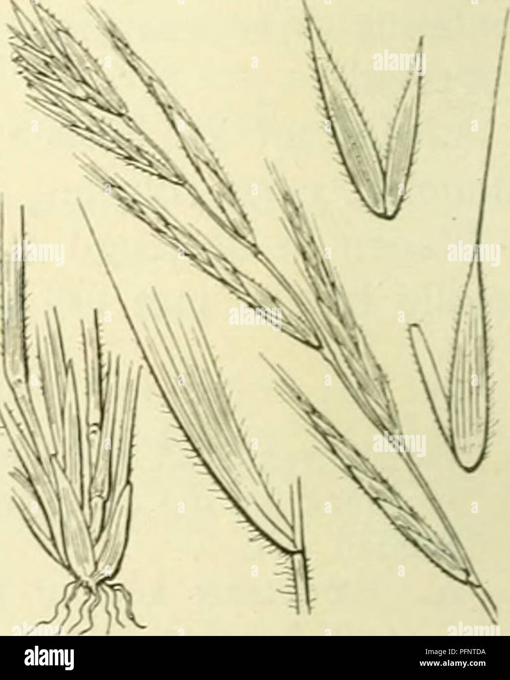 . De flora van Nederland. Plants. Brachypodium pinnatum Fig. 48:3. zeldzamer rugwaarts behaarde of vlokkige of ook kale, aan de bovenste kale of rugwaarts ruwe scheeden en iets stijve, tot l,3cMbreede, vlakke, meest verspreid kort behaarde of behaarde, vaak van onderen en aan de randen zeer ruwe, meest scherp toegespitste schijven. Het tongetje (fig. 483) is zeer kort (tot 2 mM lang), stomp, meest naar boven in slipjes verdeeld. De aartros is tot 1,5 dM lang, zelden langwerpig, meest iets dicht, zeld- zamer los, meest rechtopstaand. De aartjes zijn talrijk, lijnvormig, meest 8-24-bloemig, mees Stock Photo