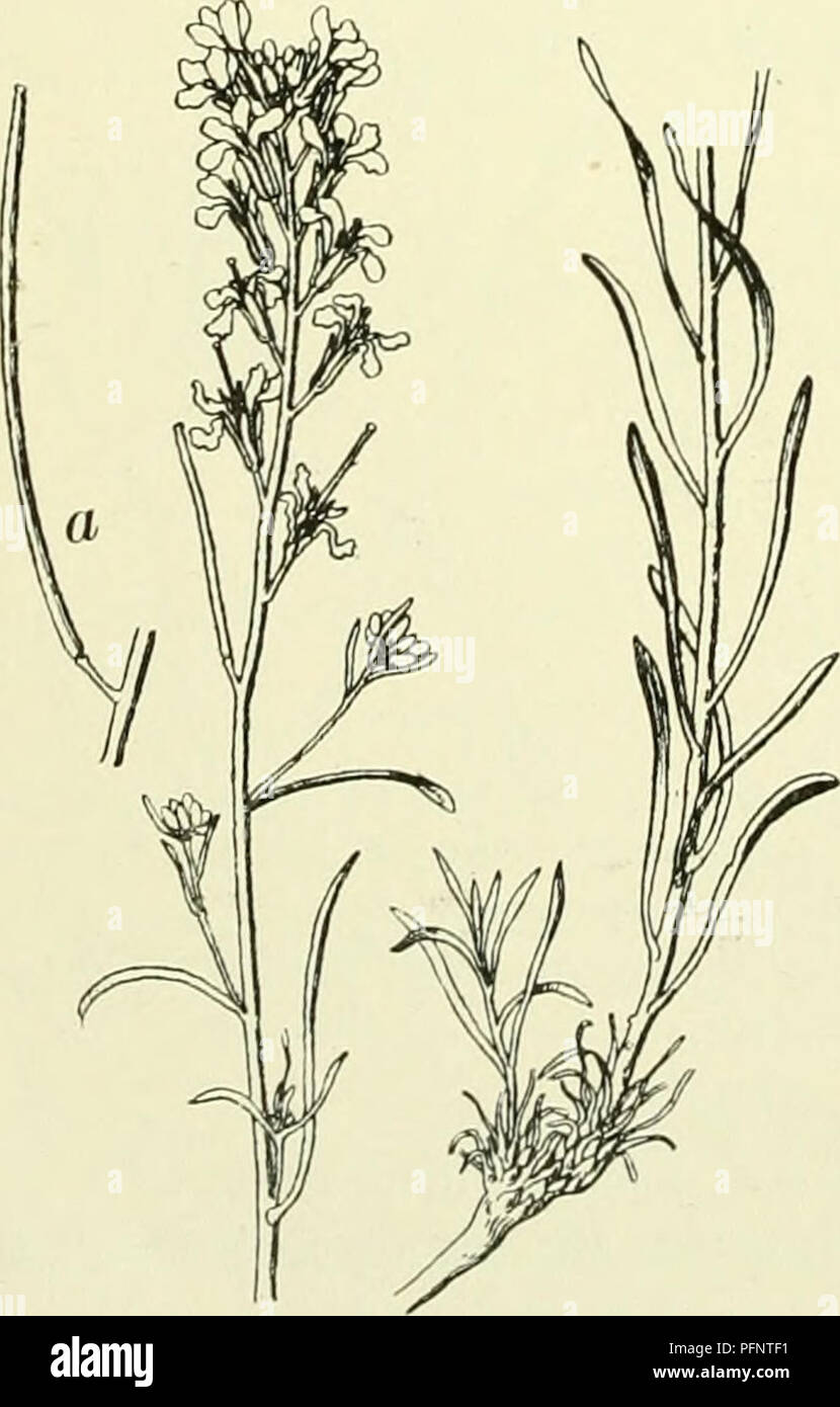 Apetala High Resolution Stock Photography and Images - Alamy