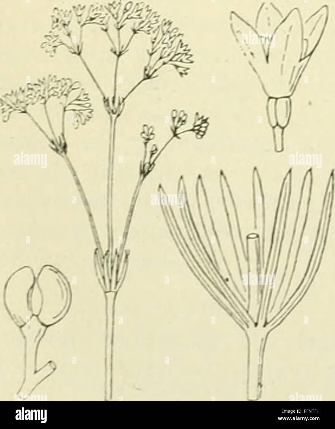 . De flora van Nederland. Plants. Asperula cynanchica Fig. 370.. Asperula galioides Fig. 371. rold en zitten aan den stengel 8 bijeen. De bloemen zijn kortgesteeld en vormen bijschermen, die los pluimvormig zijn gerangschikt. De schutbladen zijn ongewimperd. De bioemkroon is wit, klokvormig, met een buis, die korter dan de 4-spletige zoom en glad is. De vrucht (fig. 371) is kaal, glad. 3-6 dM. -i^. Mei—Juli. Voorkomen in Europa en in Nederland. De plant komt in Midden- en Zuid-Europa op droge heuvels en in gras- velden voor en is bij ons in weiden langs de Maas over den Sint-Pietersberg gevond Stock Photo