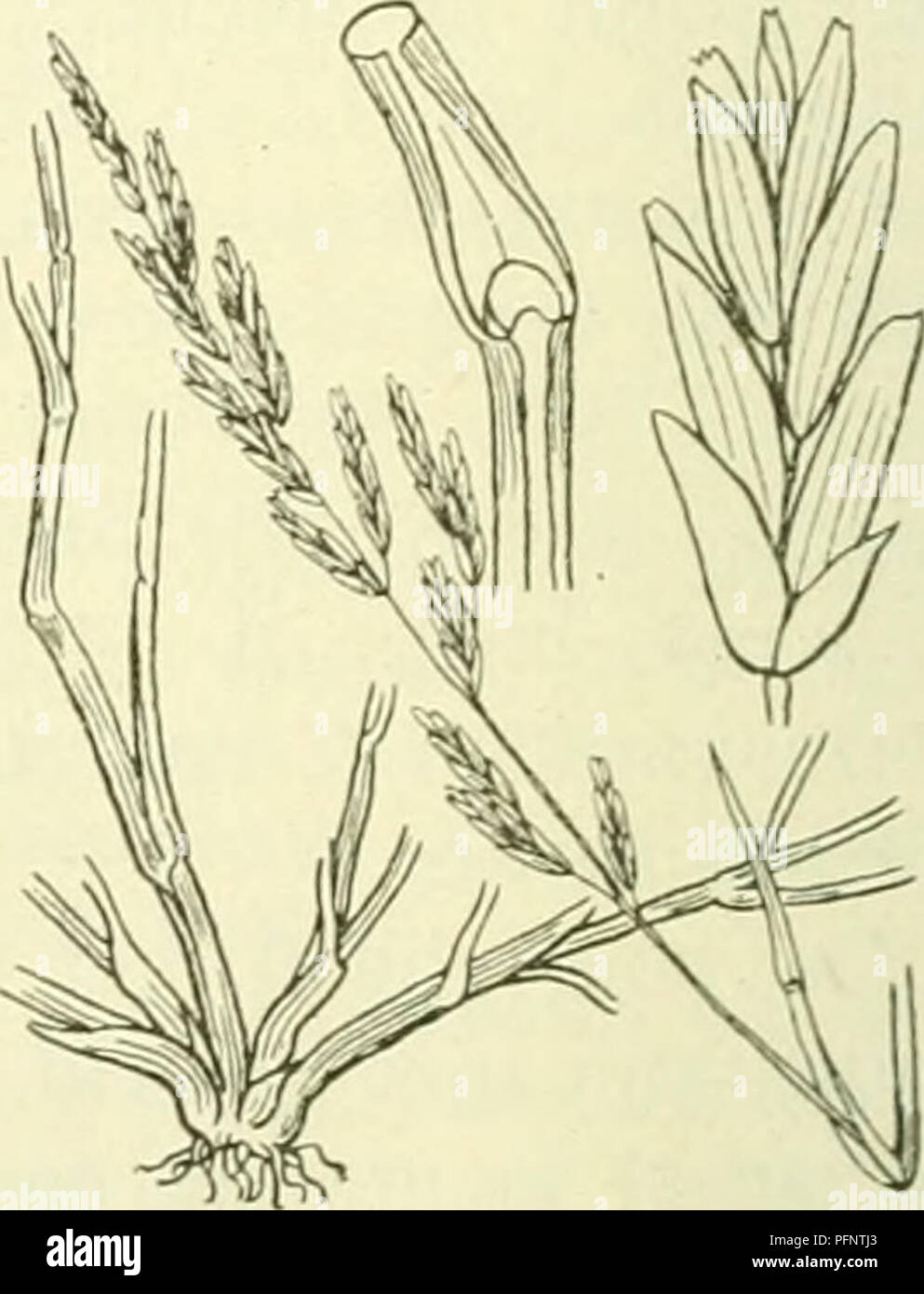 . De flora van Nederland. Plants. Festuca Borreri Fig. 457. Volksnamen. In Groningen en Zuid-Holland heet zij kweldergras, op Overflakkee gorsgras. F. Borréri') Bab. (Scleróchloa Borréri Bab.). Spitsarig hardgras (fig. 457). Deze soort is iets grijsgroen, de wortelstok is dicht zodenvormend. Zij heeft tal van rechtopstaande of meest geknikt opstijgende, soms aan den voet in de knoopen wortelende, vrij dikke, vaste stengels, die alleen in het bovenste - ,1 deel nauw buisvormig zijn. De bladen zijn in de jeugd gevouwen, later soms beneden los samengevouwen. De bladschijf is vlak, dun, van ter zi Stock Photo