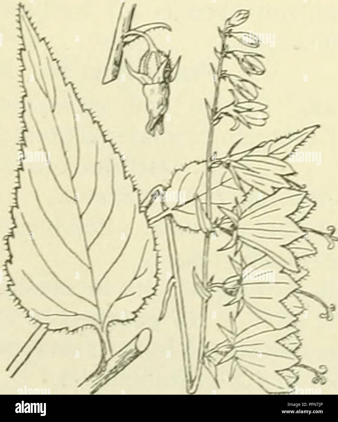 . De flora van Nederland. Plants. Campanula rotundifolia Fig. 353. vormigen voet. Bovenste stengelbladen langwerpig-iancetvormig. Kelkslippen lancet- vorinig, toegespitst C. glomerata blz. 290. Volksnamen. De naam klokje is algemeen in gebruik, in Twente spreekt men van blauwklokje. C. rotundifolia'; L. Grasklokje (fig. 353). Deze soort is kaal of kortbehaard. Zij heeft een dunnen, draadvormigen, meest kleine zoden vormenden wortelstok. Deze is nl. iets kruipend en vormt niet bloeiende korte en uit opstijgenden voet rechtopstaande bloeiende stengels, die dun en rond zijn. De wortelbladen zijn  Stock Photo