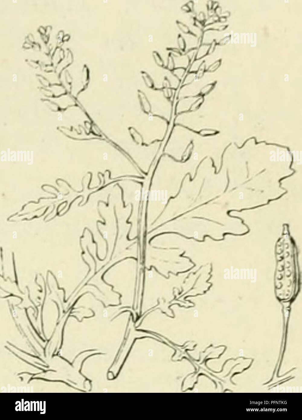 . De flora van Nederland. Plants. FAMIIJF. 39. CRUCIFERAE. 255. Nasturtium palustre Fig. 291. N. palustre') D. C (Róripa palustris Rchb.). Moeraskers. (F^. 291). Deze plant gelijkt veel op de vorige. De wortel is spilvorniig, daaruit komt een reciitopstaande. opstijgende of liggende, vertakte, gegroefde, onbehaarde stengel. De onderste bladen zijn liervormig-vindeclig, lang- gesteeld, de hoogere vinspletig, met langwerpige, stomp getande slippen, zij zijn bijna zittend en alle zijn onbehaard. De bloemen staan in eindelingsche trossen, zijn klein en liclitgeei. De kelkbladen zijn geelachtig, d Stock Photo