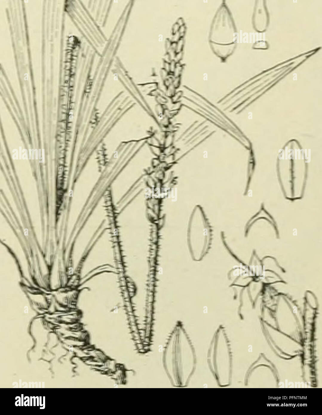De flora van Nederland. Plants. De wortelstok is vleezig lx