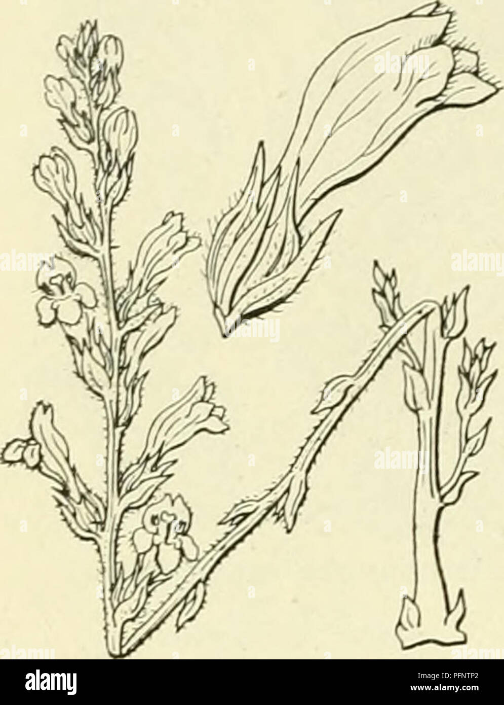 . De flora van Nederland. Plants. 268 — QLOBULARIACEAE. — FAMILIE 98.. Orobanche ramosa Fig. 333. 0. ramósa ') L. (Phelipaéa ramósa C. A. Meijer). Hennepvreter (fig. 333). Deze plant is klierachtig dicht behaard. De stengel is dun, rond, geel- achtig of iets blauwachtig, meest vertakt, aan den voet weinig verdikt. De schubben zijn weinig talrijk en klein (1 cM lang), lancetvormig, donkerbruin. De bloemen zitten in veelbloemige, losse, ten slotte verlengde aren. Het buitenste schutblad (fig.. 333) is grooter, eirond-lancetvormig, de andere zijn lijnvormig. De bloemen zijn 10-15 mM en later 17 n Stock Photo