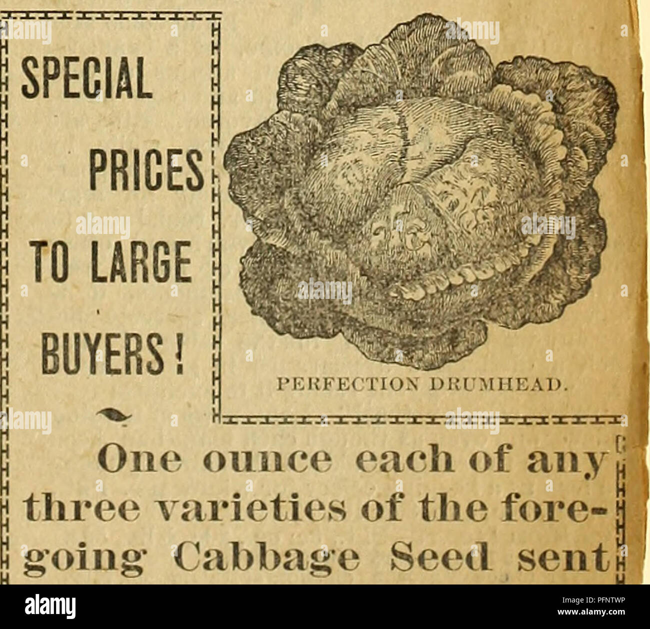 . Delano Bros.' seed catalogue of everything for the farm and vegetable garden for 1894. Nurseries (Horticulture) Nebraska Fairbury Catalogs; Vegetables Nebraska Catalogs; Plants, Ornamental Catalogs. EXCELSIOR LAliGE FLAT DUTCH. Stone Mason l&gt;rumhead—C haracterized by its sweetness and delicacy of flavor and by its relitij. bility in forming a large head. Very hardy and^' will endure the cold of extreme northern climates., Pkt., oc; oz., 15c; i lb., oOc; lb., $1.50. Mixed Cabbage Seed 10 cents an ounce. TO LARGE. SUREHEAD. BUYERS! oviiice each of any I j three varieties of the fore- { I j  Stock Photo