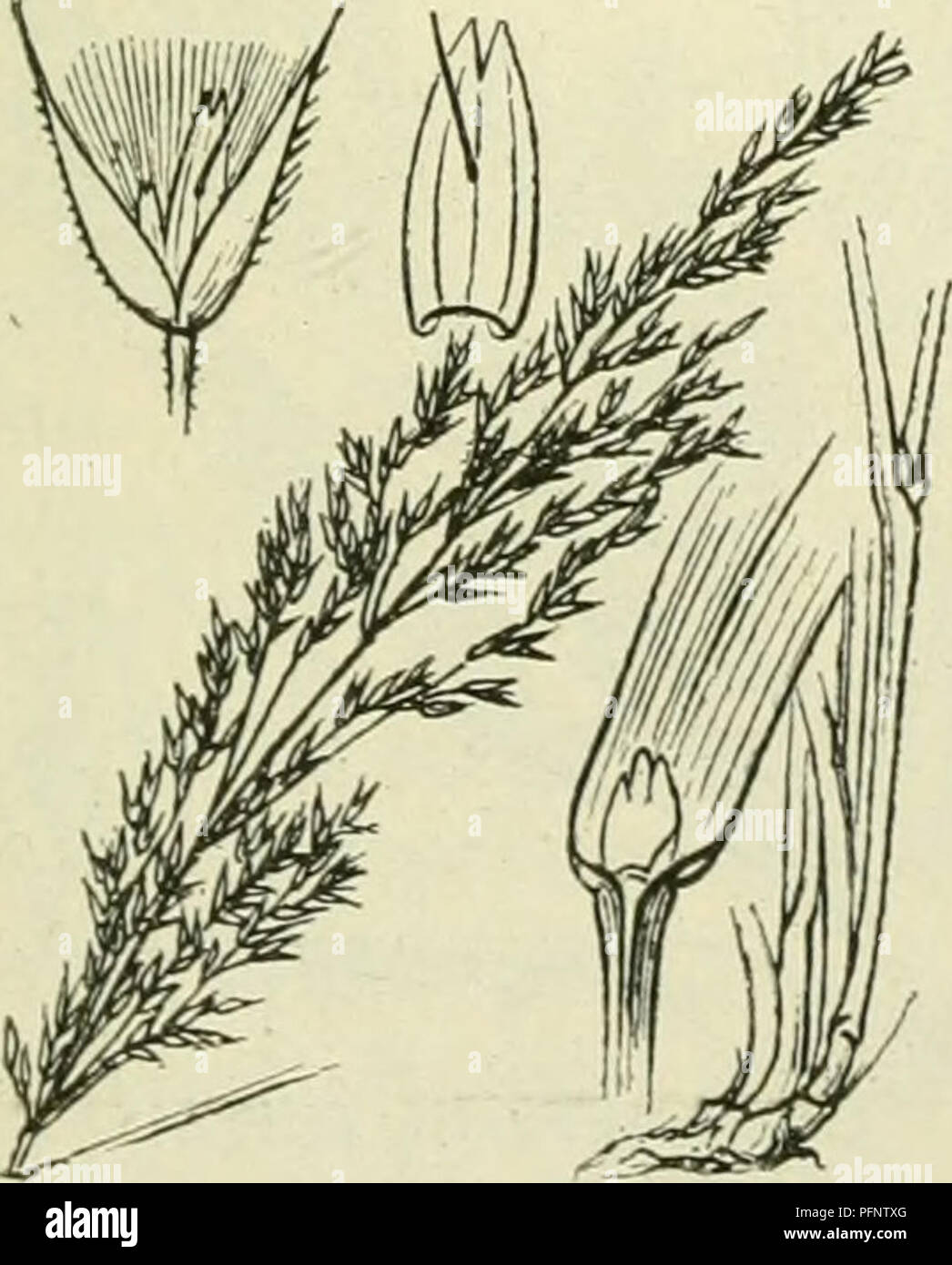 . De flora van Nederland. Plants. Calamagrostis lanceolata Fig. 404. De kelkkafjes (fig. 404) C. lanceolata ') Rth. (C. CalaiiiagrÃ³stis Karst.). I^ 1 u i in riet (fig. 404). Deze plant heeft een kruipenden wortelstok met vrij dunne uitloopers en vormt kleine zoden. De stengel is rechtopstaand, iets slap, beneden glad, boven (boven het bovenste blad beginnend) ruw, vaak vertakt. De bladen hebben een gladde of iets ruwe, aan de onderste soms boven zacht be- haarde scheede en een vrij smalle (tot 5 mM breede), soms (vooral aan de zijloten) borstelvor- mig samengevouwen, boven zeer ruwe, meest ta Stock Photo