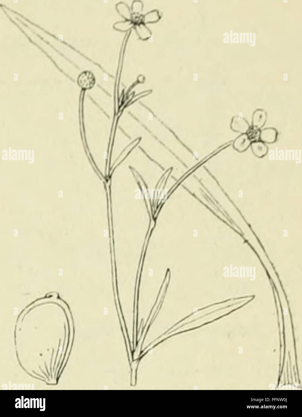 . De flora van Nederland. Plants. FAMILIE 35. RANUNCULACEAE. 201. Ranunculus Flammula Fig. 2^6. Stengelbladen De stengel is rcclitopstaand, opstijgend of soms liggend en hier en daar wortelend, is meest sterk vertakt en gegroefd, veelbloemig. De wortelbladen en de onderste stengelbladen zijn gesteeld, langwerpig of breeder of smal- ler lancetvormig, zeldzamer lijn-lancetvormig, soms, vooral de wortelbladen langgesteeld tongvormig, zelfs hartvormig, vaak met verwijderden grof getan- den rand, soms in ondiep water drijvend. De bloemen staan aan het eind van den stengel en der takken dicht opeeng Stock Photo