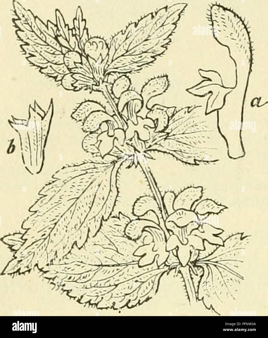de-flora-van-nederland-plants-226-labiatae-familie-95
