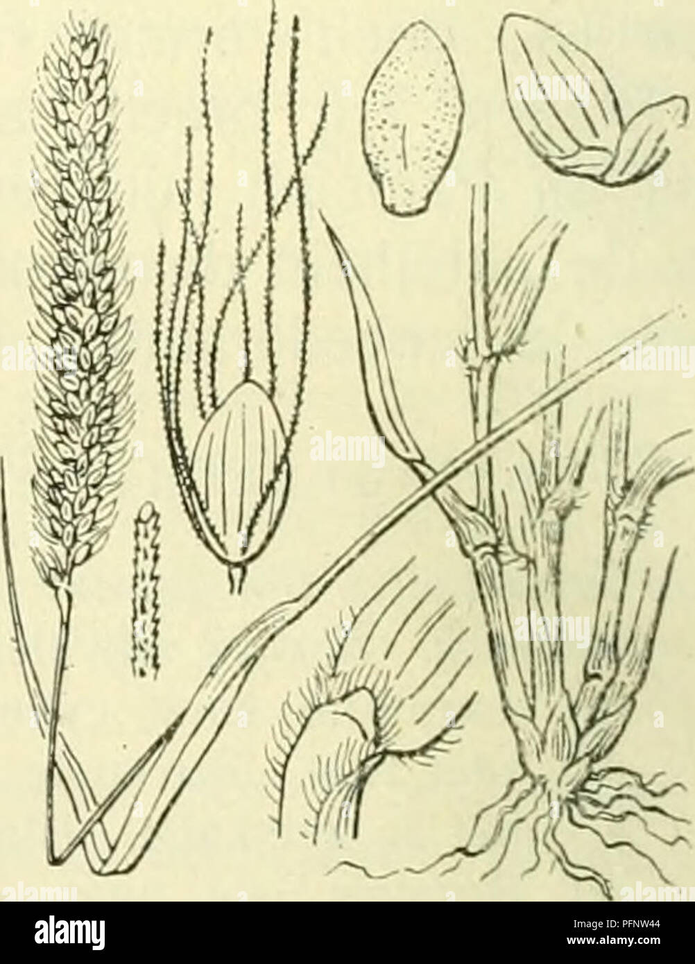 . De flora van Nederland. Plants. Setaria verticillata Fig. 373. S. verticillata!) P. B. (Panicum verticillatum') L.). Kransnaaldaar (fig.373). Deze plant heeft een recht opstaanden of geknikt opstijgenden stengel, die meest onder de pluim ruw is. De bladen zijn grasgroen, met eene 4-20 cM lange, 5-14 mM breede, lijn-lancetvormige of uit afgeronden voet geleidelijk versmalde, meest iets gegolfde bladschijf, die van boven en aan / den rand ruw, doch van onderen glad is. De bladscheeden zijn glad of iets ruw met kort be- haard tongetje (fig. 373). De aarpluim is 3-10 cM lang en tot 1,5 cM breed, Stock Photo