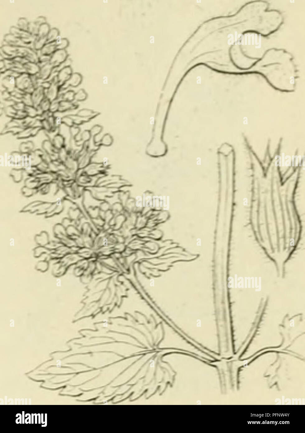 . De flora van Nederland. Plants. I-AMILIE 95. â LABIATAE. â 217. Nepeta Cataria Fig. 262. /.acht behaard, is eirond, weinig gekromd en draagt lancetvorrnige, prieni- vormig toegespitste, bijna gelijke tanden. De bloemkroon (fig. 262) is vrij klein, behaard, steekt 3-4 niM buiten de keel van den kelk uit. Zij is geelachtig-vvit of rood- achtig-wit. de onderlip is voorzien van purper- kleurige puntjes. De kroonbuis is in den kelk ingesloten en plotseling aan de keel verwijd, de bovenlip is vlak, recht, tweespletig, de onderlip is 3-Iobbig met een uitgeholde, aan den voet sterk samengetrokken, b Stock Photo