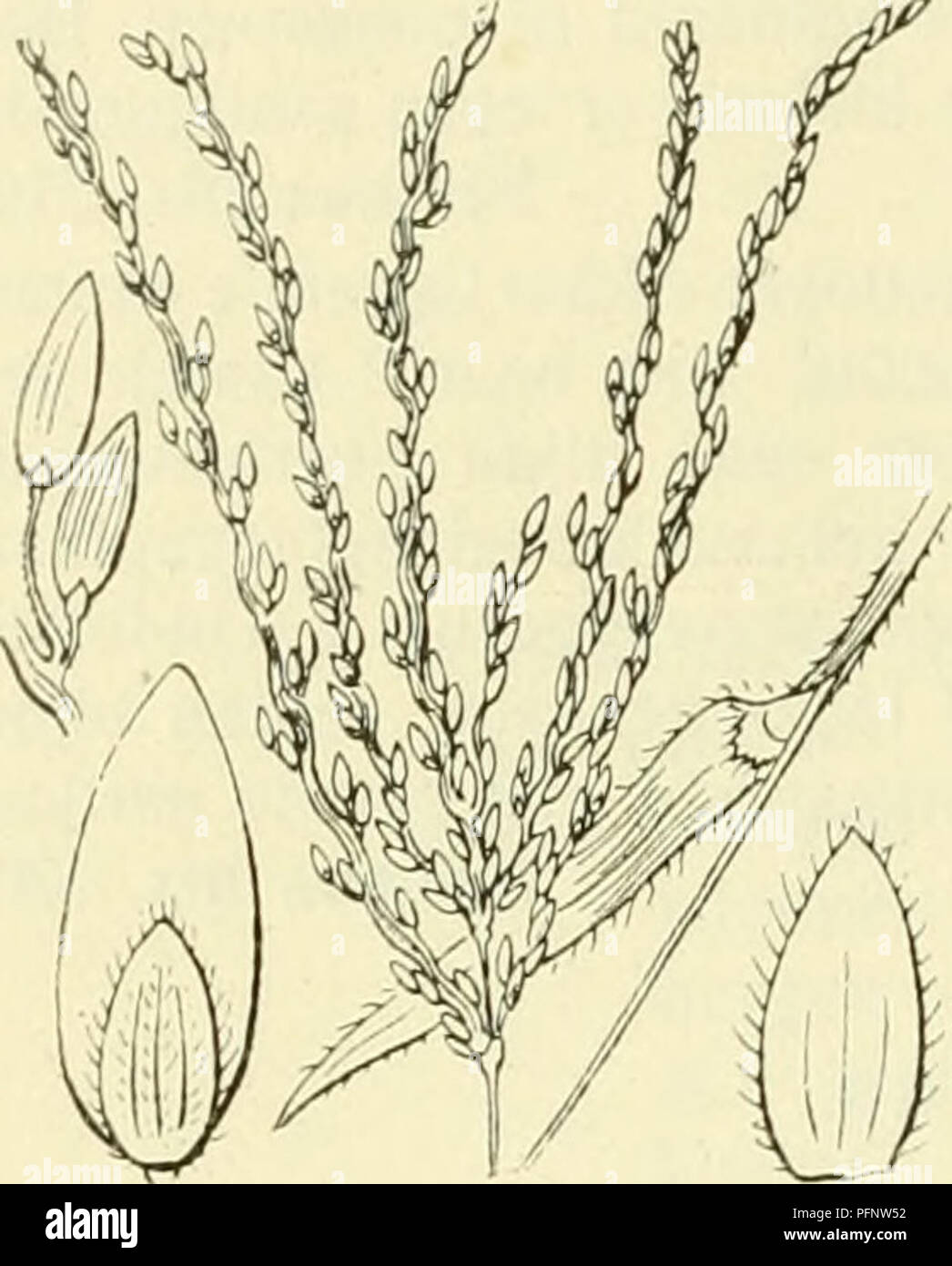 . De flora van Nederland. Plants. 444 — GRAMINAE. FAMILIE 18... Panicum sanguinale Fig. 368. bb. Pluimtakken ten slotte rechtop- of wijd afstaand. Onderste kelkkafje 3-nervig, nauwelijks half zoo lang als het langwerpig-lancetvormige, toegespitste, 5- nervige tweede, het 3e zonder bovenste kroonkafje in zijn oksel. P. eapillare blz. 447. P. sanguinalei) L. (Digitaria-) sanguinalisi) Scop.). Bloedgierst (fig. 368). Deze plant vormt verscheidene (meest 3-10, soms meer dan 20) liggende en dan vaak in den grond wortelende of geknikt opstijgende of rechtop- staande stengels, die meest beneden 1-3 z Stock Photo