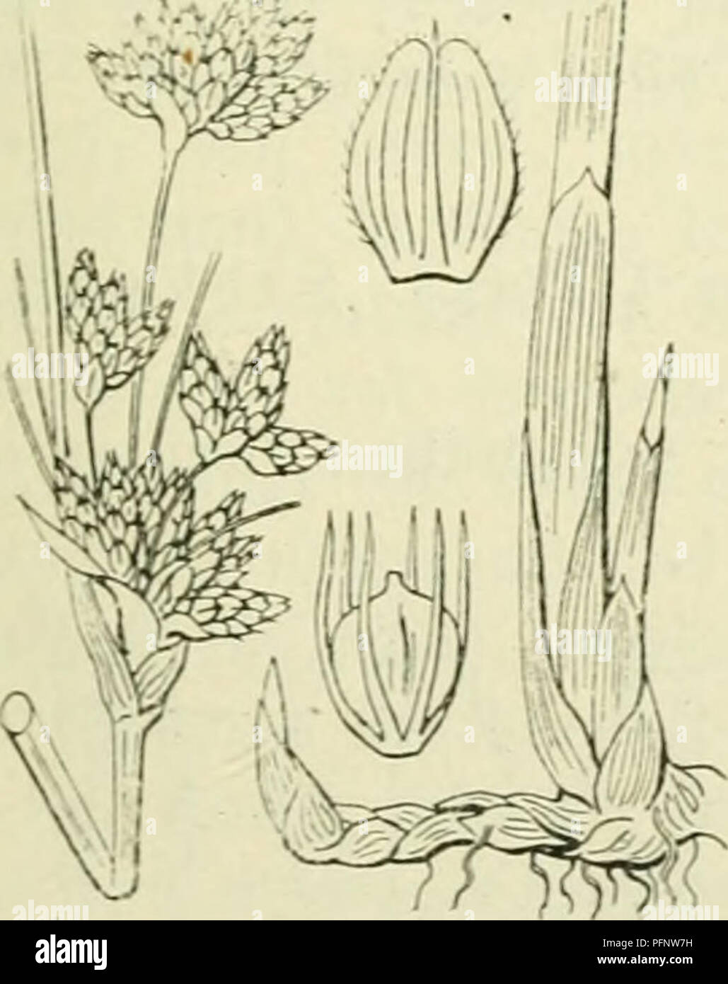 . De flora van Nederland. Plants. Scirpus setaceus Fig. 353. De bloeinstenj^els zijn rolroiid , dun, gestreept, rechtopstaand of opstijgend en draden meer dan een aartje. De onderste bladen hebben een purper- kleurii,fe sclieede, de hoogere ook een duidelijk bladachtige schijf. De aartjes zijn zittend, veelbloeniig en vormen samen , ten getale van 1-10 (meest 2) een hoofdjes- achtig ineengedrongen speer, die schijnbaar zijde- lings staat, doch werkelijk in den oksel van een schutblad, dat den stengel schijnbaar voortzet. Dit schutblad is half zoolang, soms veel korter dan de bloemstengel, mees Stock Photo