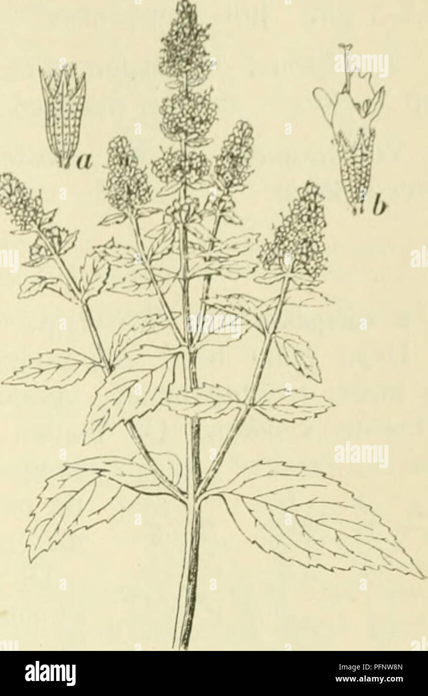 Page 2 - P viridis High Resolution Stock Photography and ...