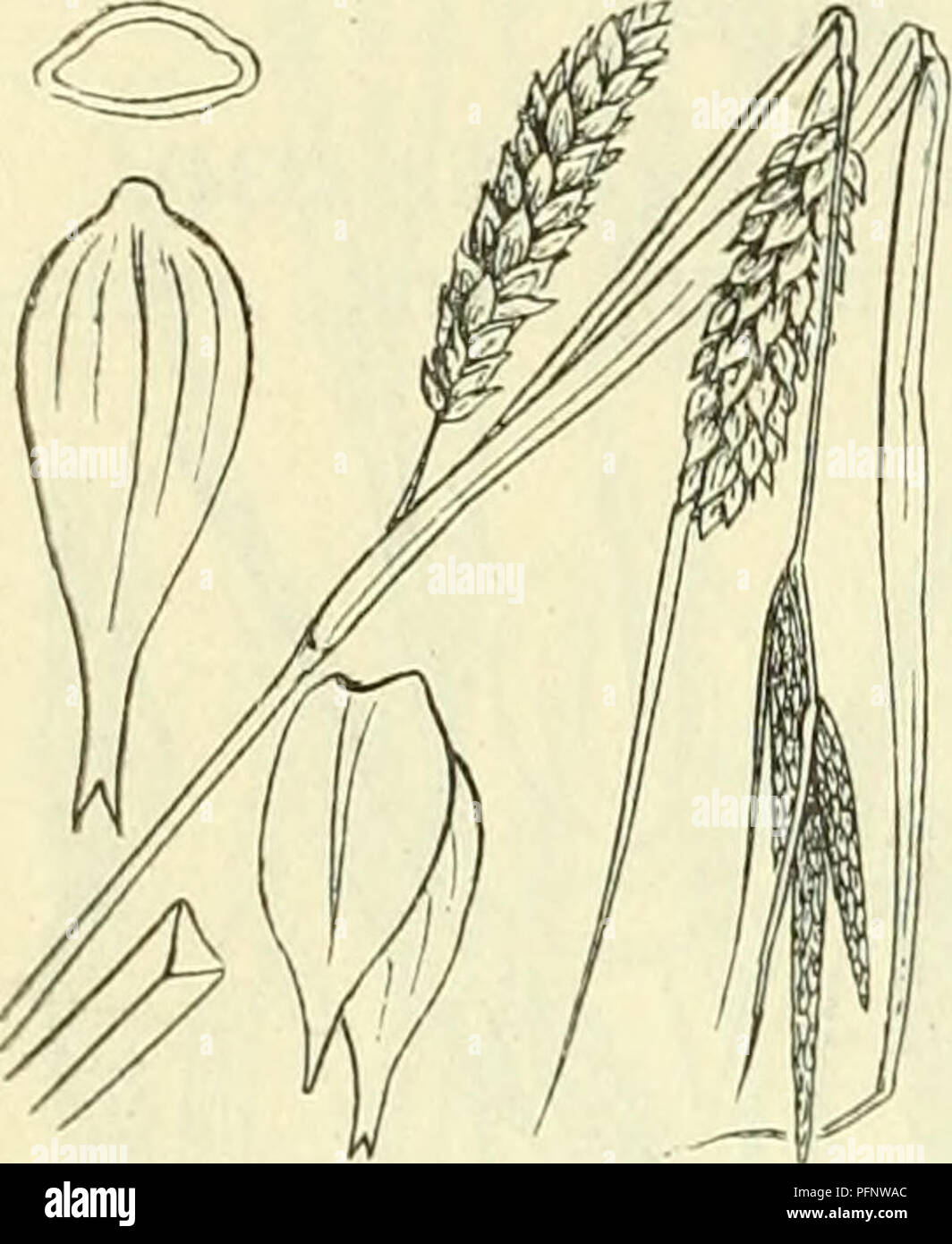 . De flora van Nederland. Plants. 408 â CYPERACEAE. FAMILIE 17.. Carex vesicaria Fig. 335. Volksnaam. In Noord Overijsel heet de plant krenipeldraad. C. vesicariai)L. Blaaszegge (fig. 335). Deze plant is grijsgroen met een kruipenden wortelstok. De stengel is meest stijf rechtopstaand, kaal, scherpkantig (fig. 335), naar boven ruw. De onderste bladen hebben een bruinachtige, meest purperkleurig aange- loopen, sterk rafelende scheede en de bladschijf is vrij breed (5-7 mM meest), vlak, meest iets ruw en kaal. De bloeiwijze bestaat meest uit 2-3 vrij ver uiteenstaande vrouwelijke en meest 2-3 vr Stock Photo