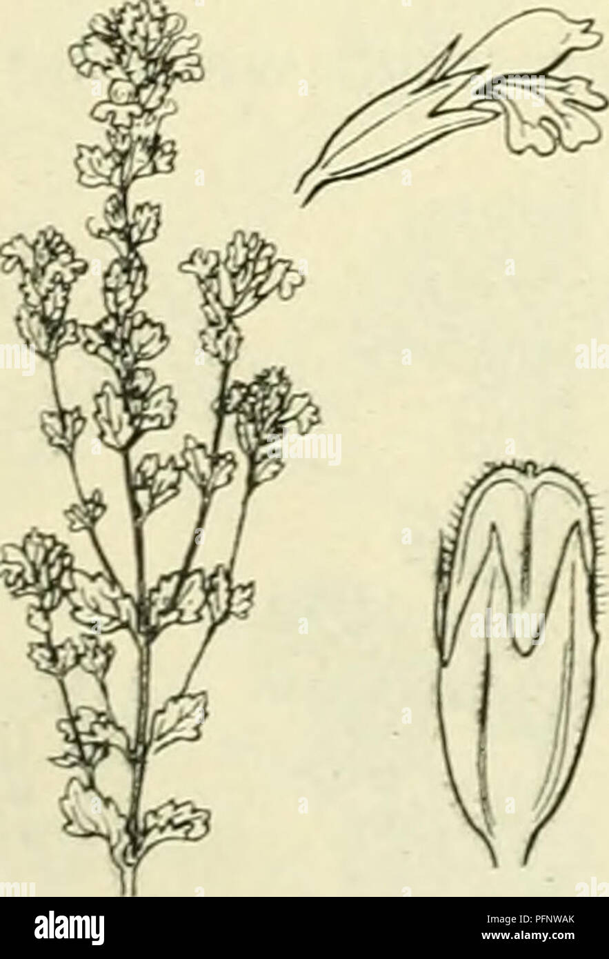 . De flora van Nederland. Plants. Euphrasia nemorosa C. nitidula Fig. 225. met ongenaaide tanden. wit, zelden blauwachtig. Euphrasia nemorosa D. gracilis Fig. 226. 1) curta =^ kort. dakpannen bedekt. '') gracilis = slank. -) glabrÃ©scens = bijna onbehaard. I) coerulea = blauw. â â¢) nitidula â â¢) imbricata = als met zacht glanzend.. Please note that these images are extracted from scanned page images that may have been digitally enhanced for readability - coloration and appearance of these illustrations may not perfectly resemble the original work.. Heukels, Hendrik, 1854-1936. Leiden : N. v. Stock Photo